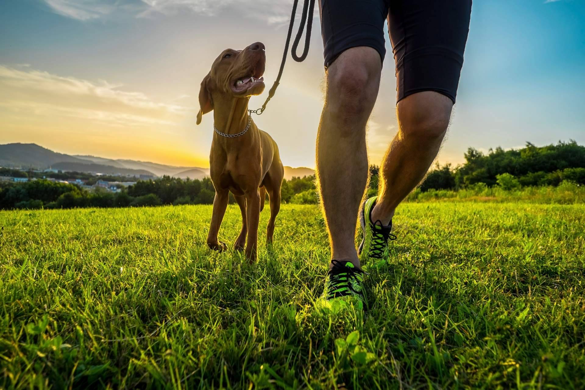 Las características del programa de adiestramiento de perros de Cachorros del Valle