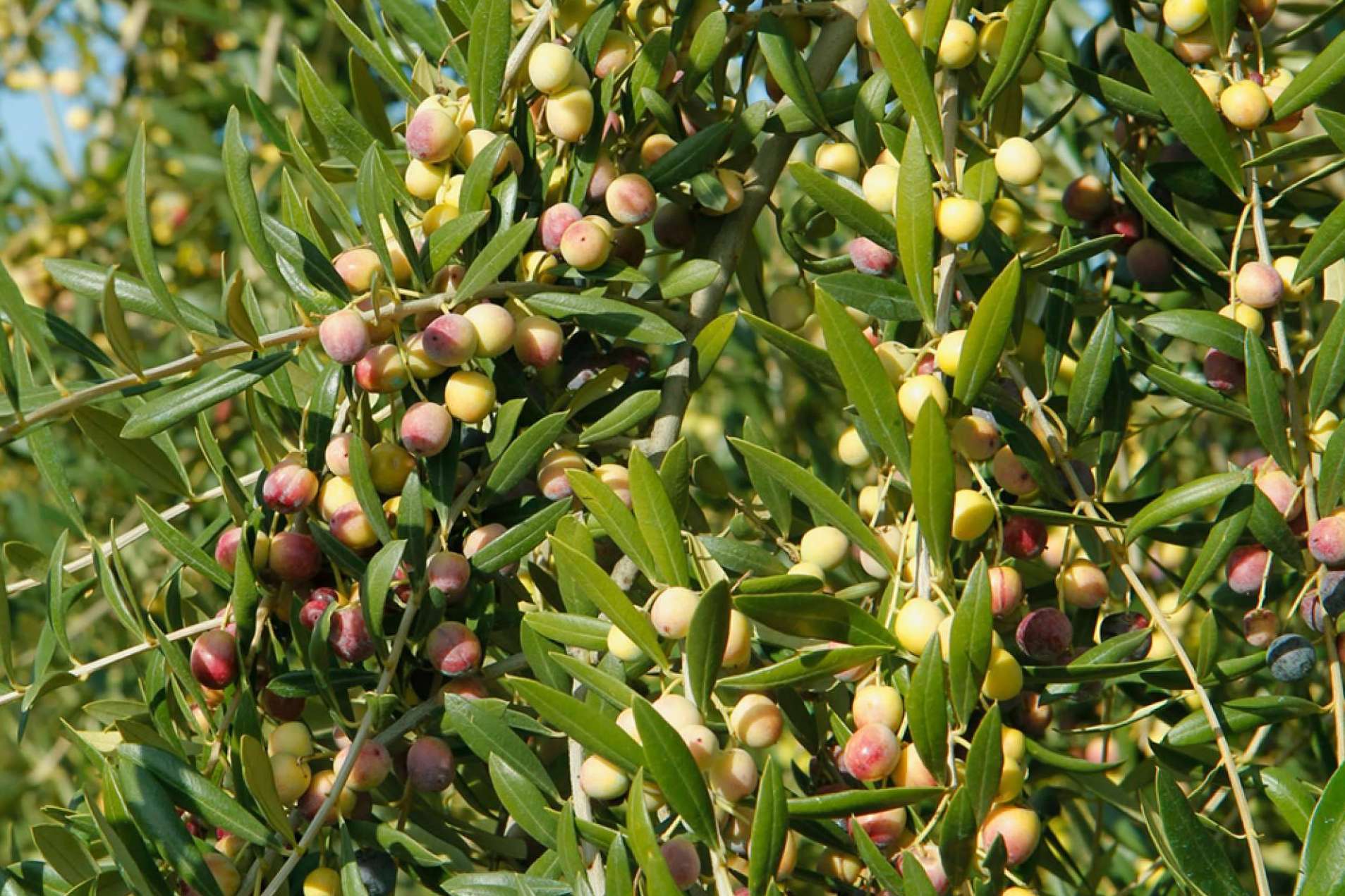 Los beneficios de las aceitunas arbequinas para la salud