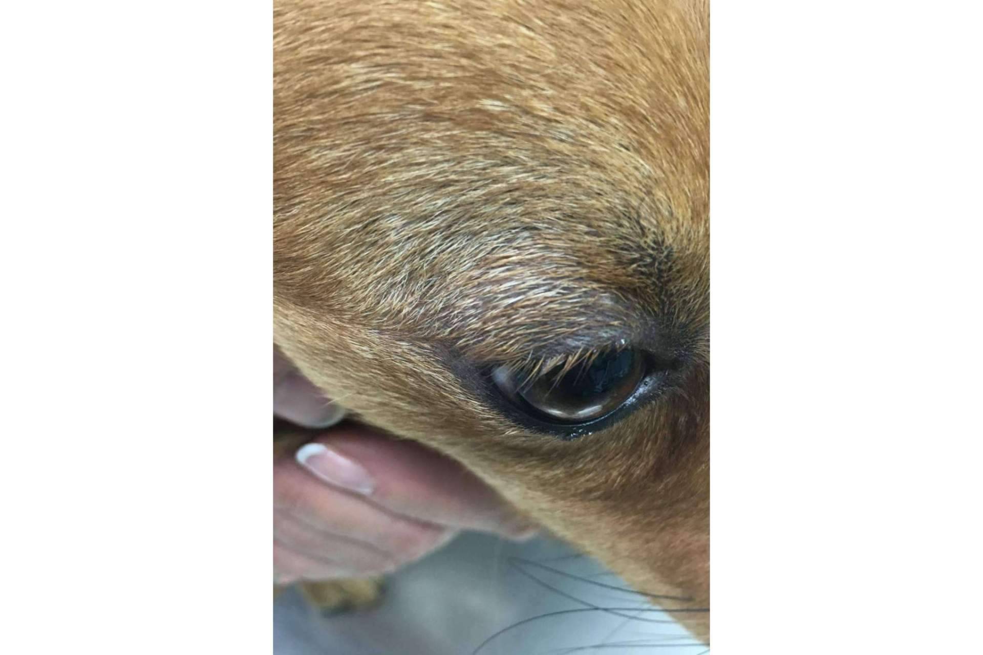 La ozonoterapia veterinaria es una garantía de salud y calidad de vida