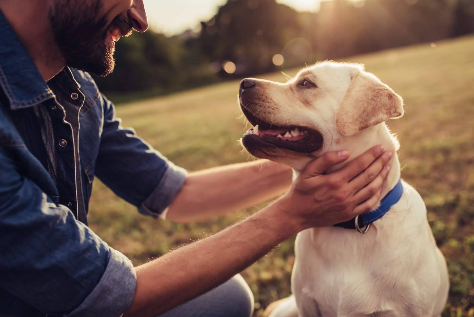 El cuidado de las articulaciones en perros mayores, por Mooiza Flex