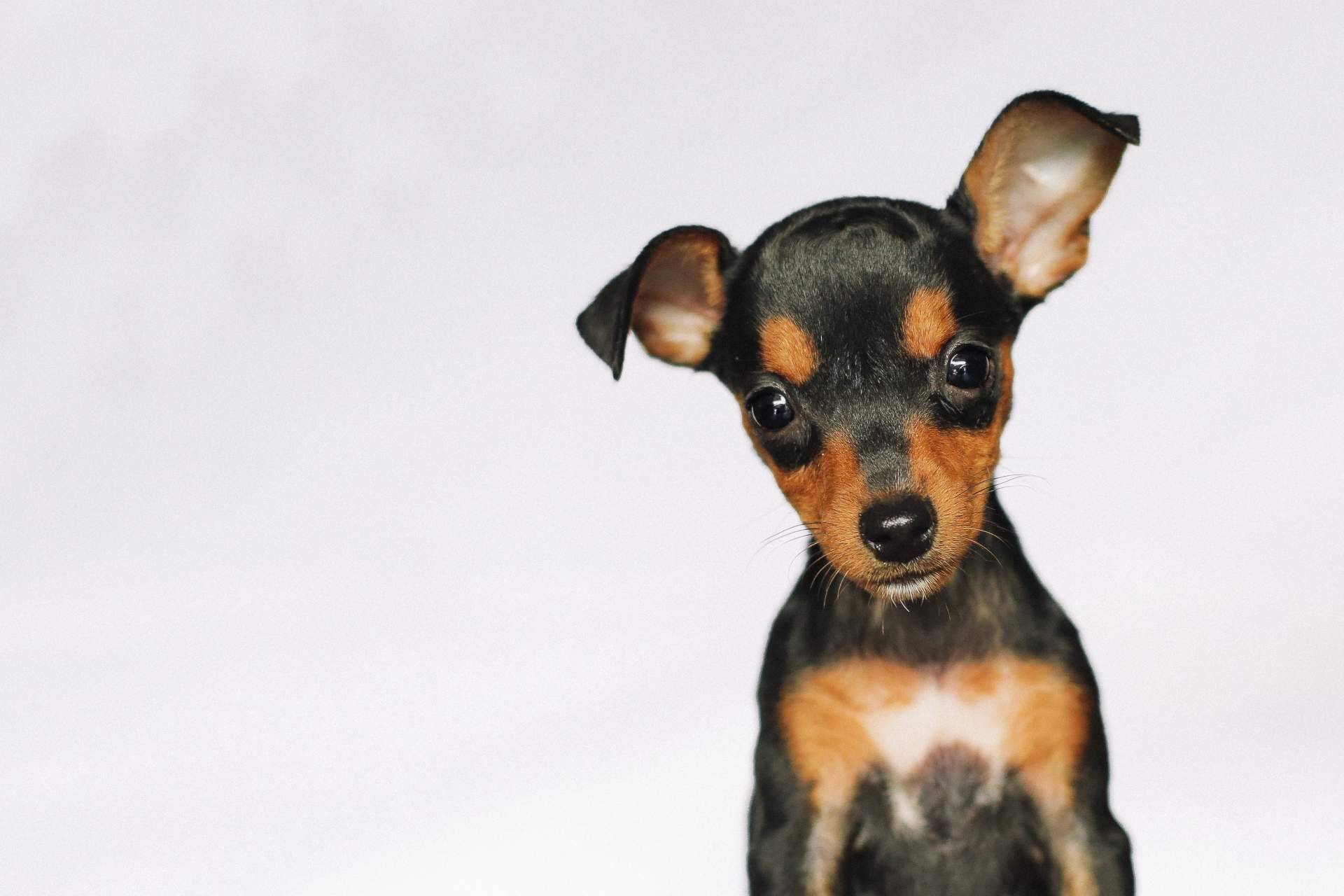 Cachorros del Valle dispone de mini pincher