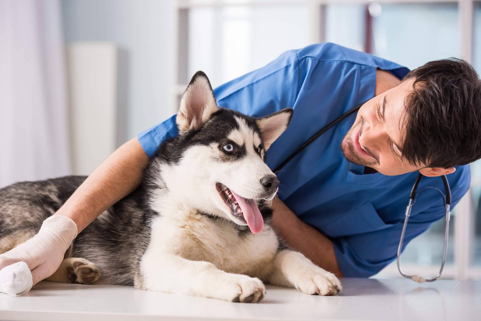 ¿Hace falta el bachillerato para ser auxiliar veterinario? Vetformación tiene la respuesta