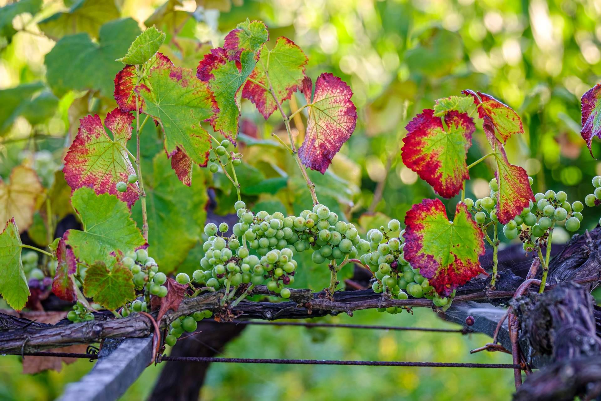 Vinos y bodegas de D.O Rías Baixas que no se encuentran en un supermercado