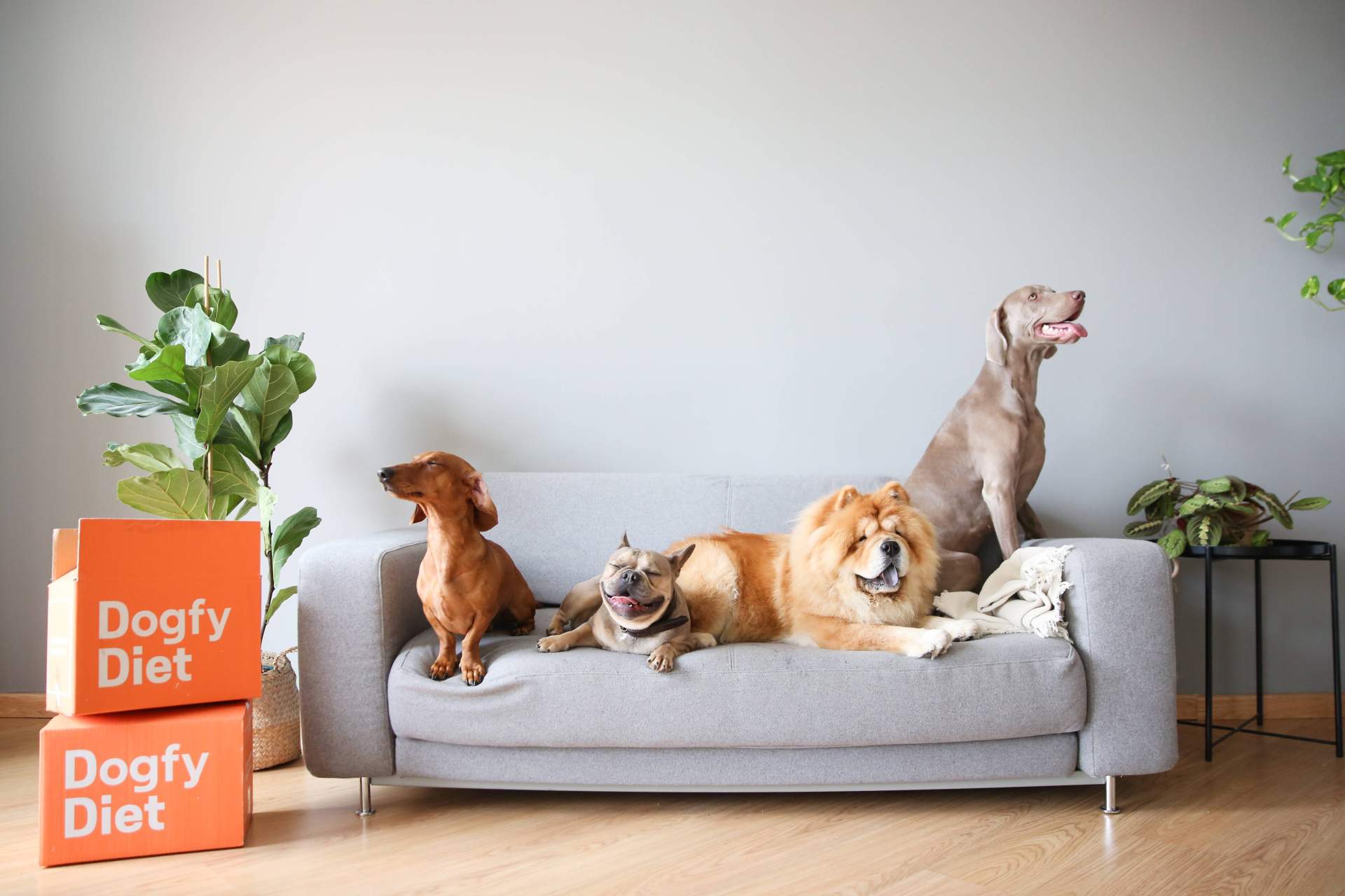 ¿Cuáles son los beneficios de la comida natural para perros?