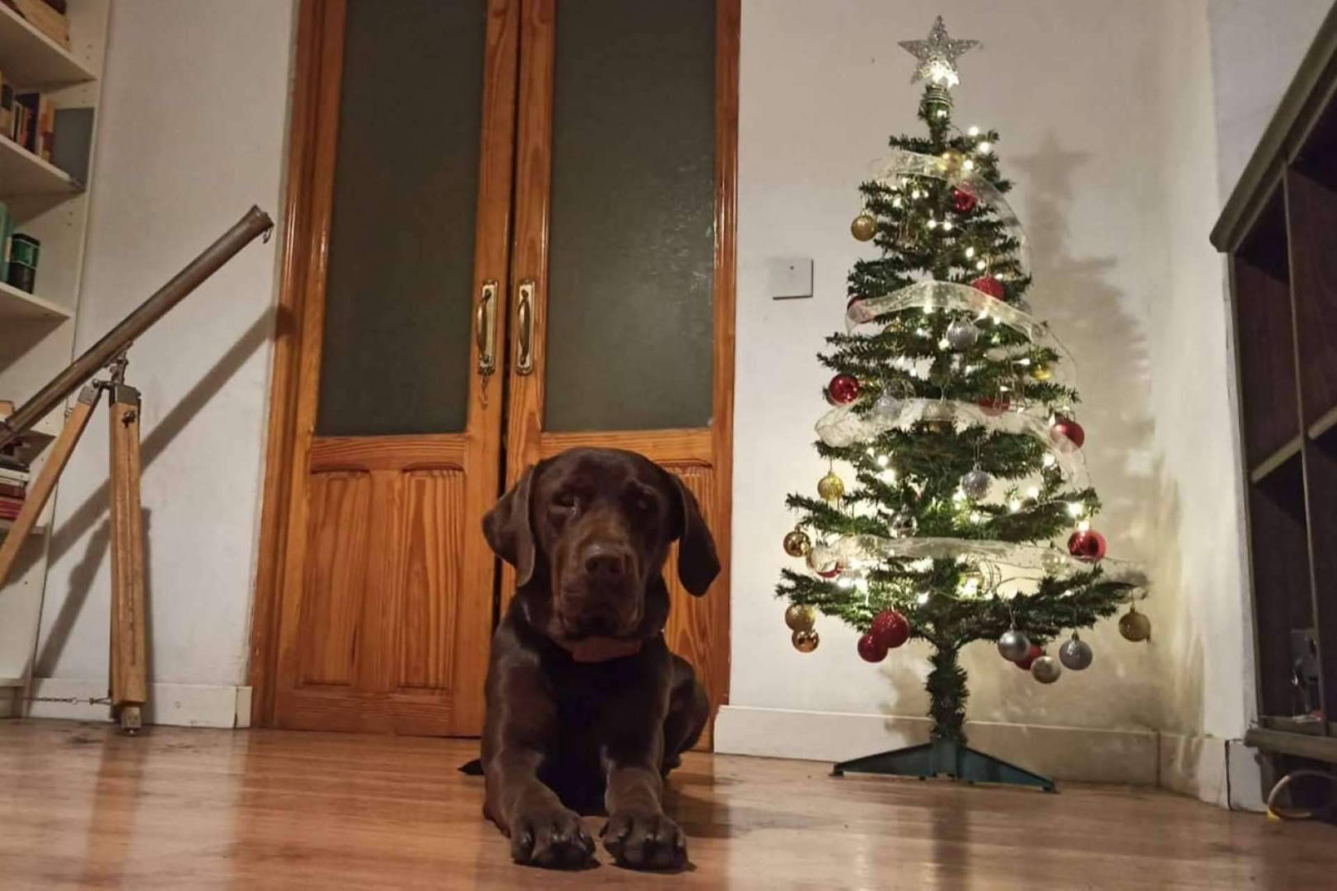 ¿Por qué es importante el bienestar animal durante las navidades?, por la Asociación Española de Perros de Apoyo