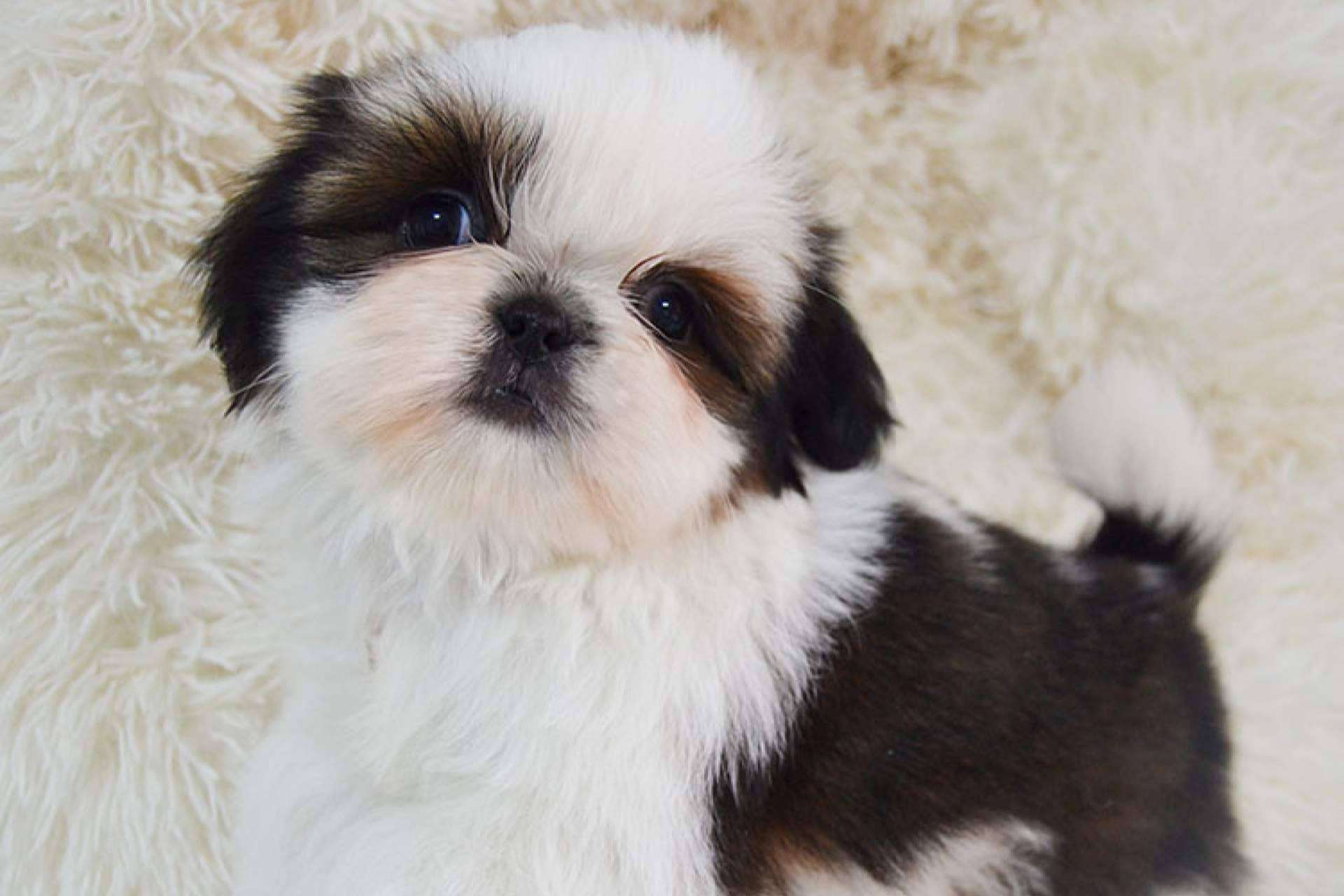 Gallumar da una serie de recomendaciones para la salud, higiene y peluquería de los cachorros shih tzu