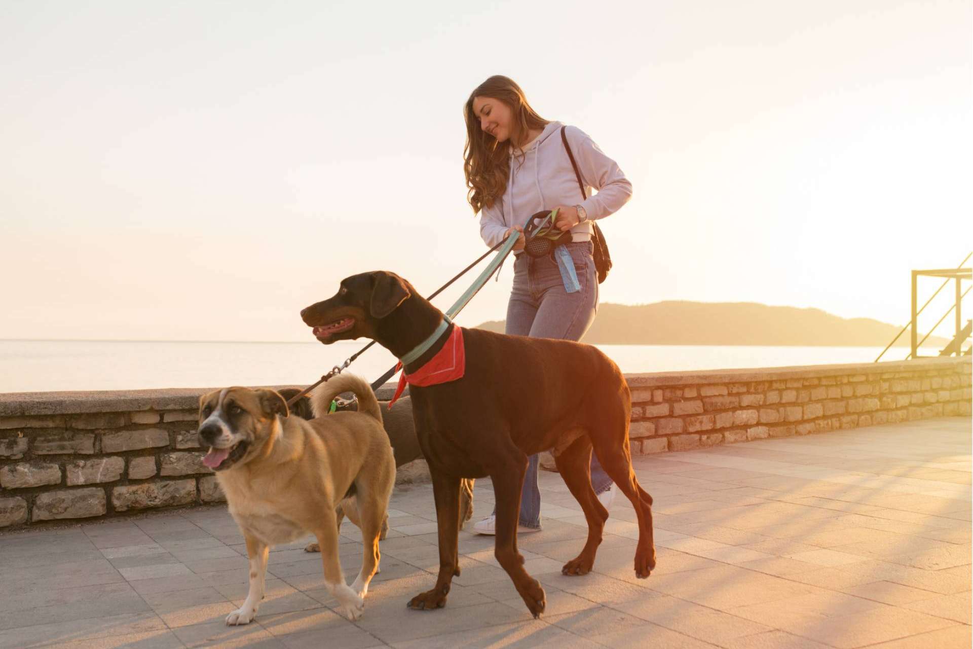 La solución a la contaminación ambiental por excrementos y orines de perros y gatos, Mascozyme® Urban Cleaner