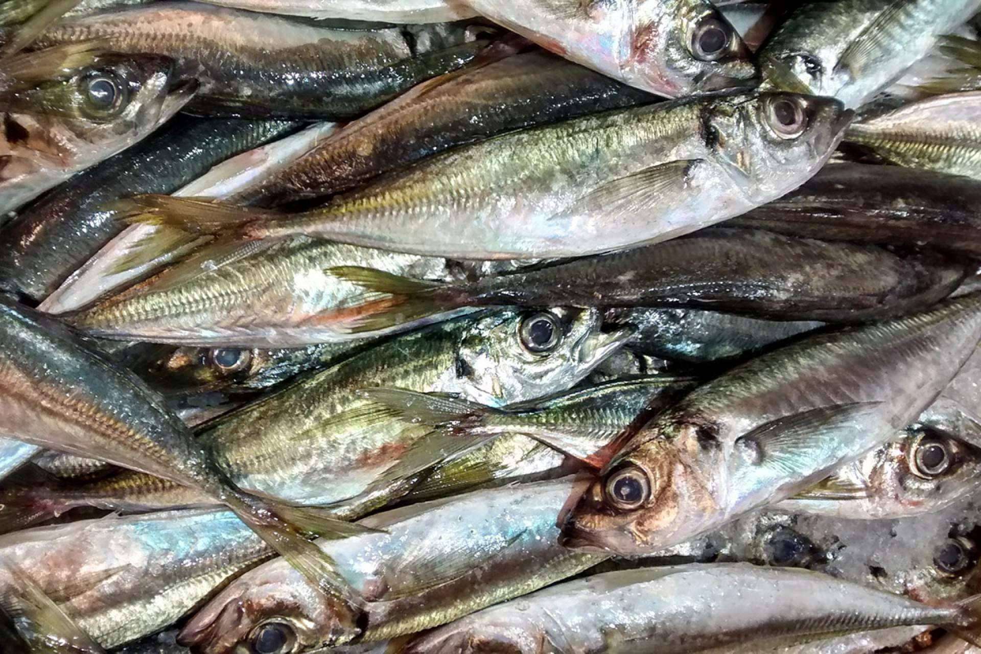 Uno de los mejores jureles a la puerta de casa gracias a Lonja de Ayamonte