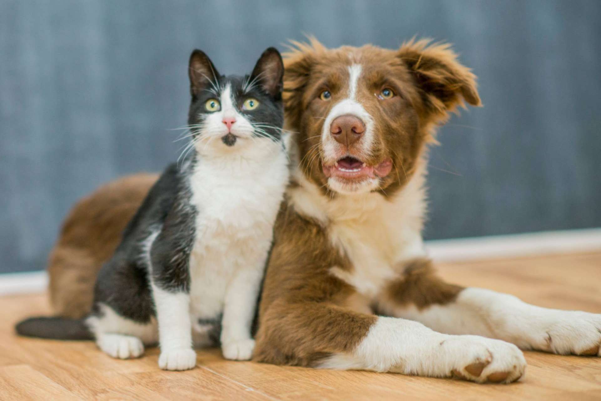 El Derecho Animal y su utilidad