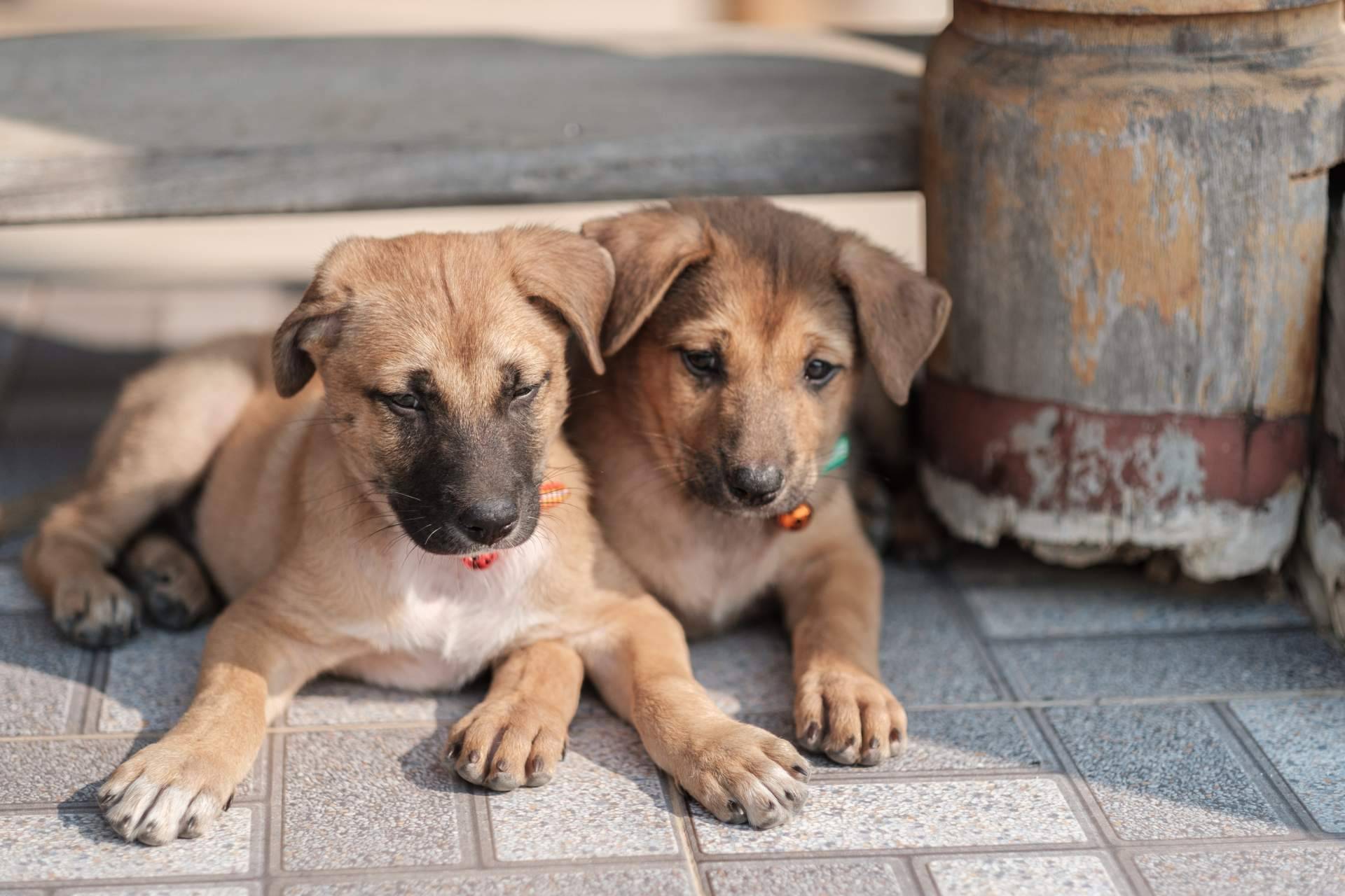 La Central del Cachorro, expertos criadores de perros