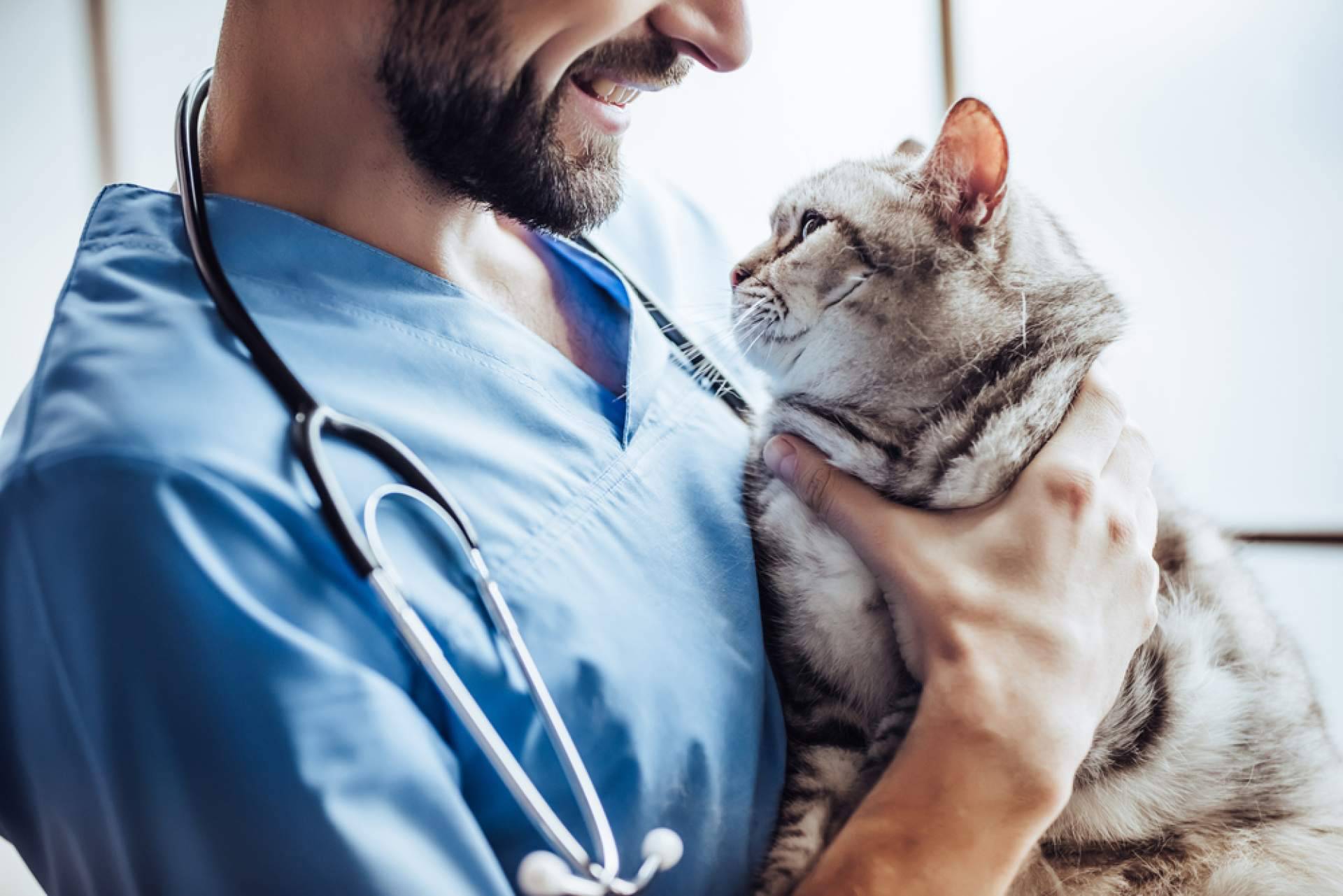Obtener y convalidar el título de Auxiliar de Veterinaria es posible con VetFormación