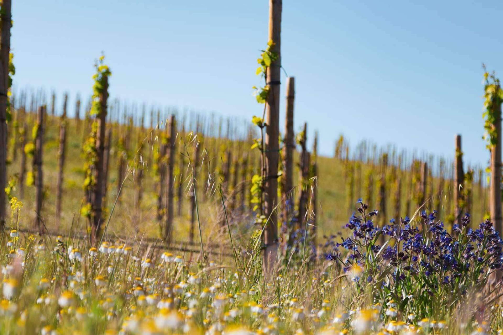 El primer viñedo biodinamico de la DO Rueda, Lagar de Moha