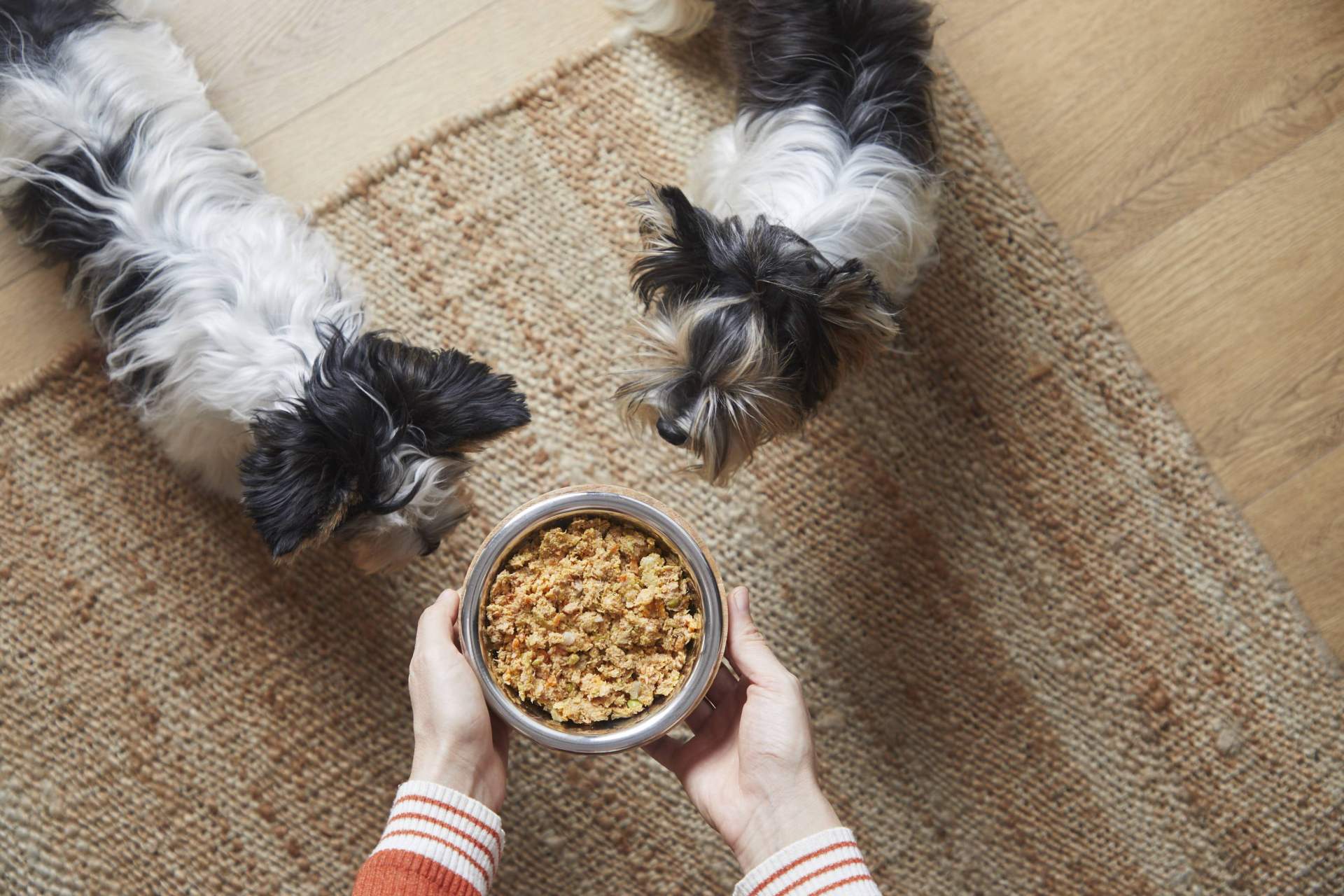 Comida natural cocinada para perros vs. dieta BARF