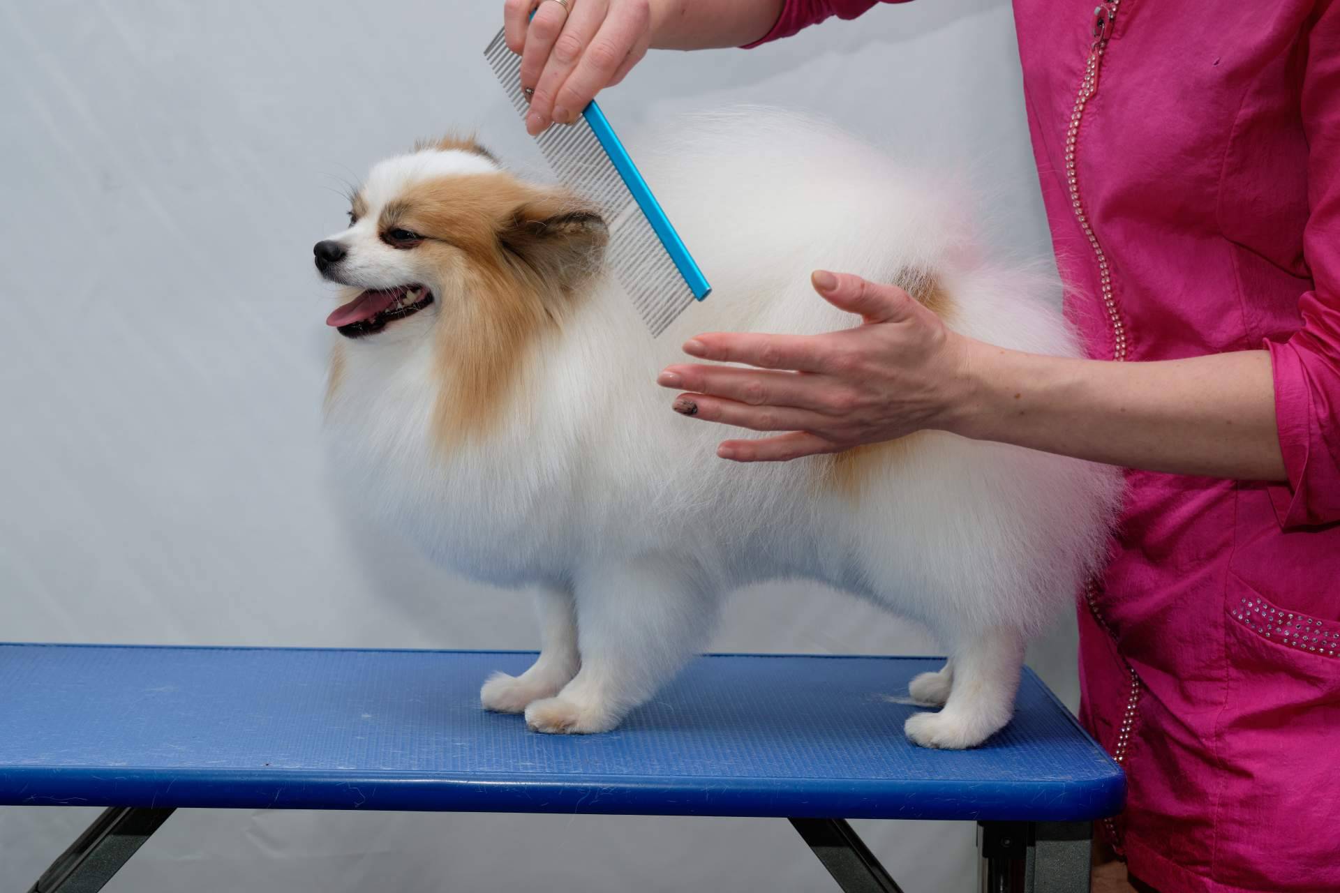 ¿Qué errores cometen los dueños en el cuidado de sus perros?, con Pelitos Peluquería Canina