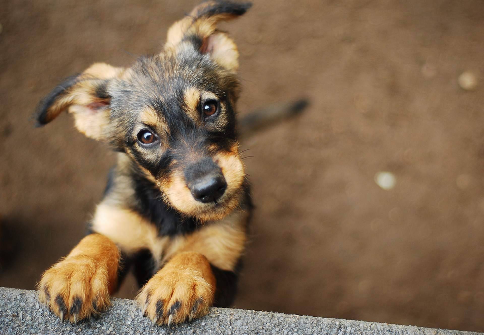 La Central del Cachorro, el buscador de mascotas con más garantías de salud y cuidados de los animales