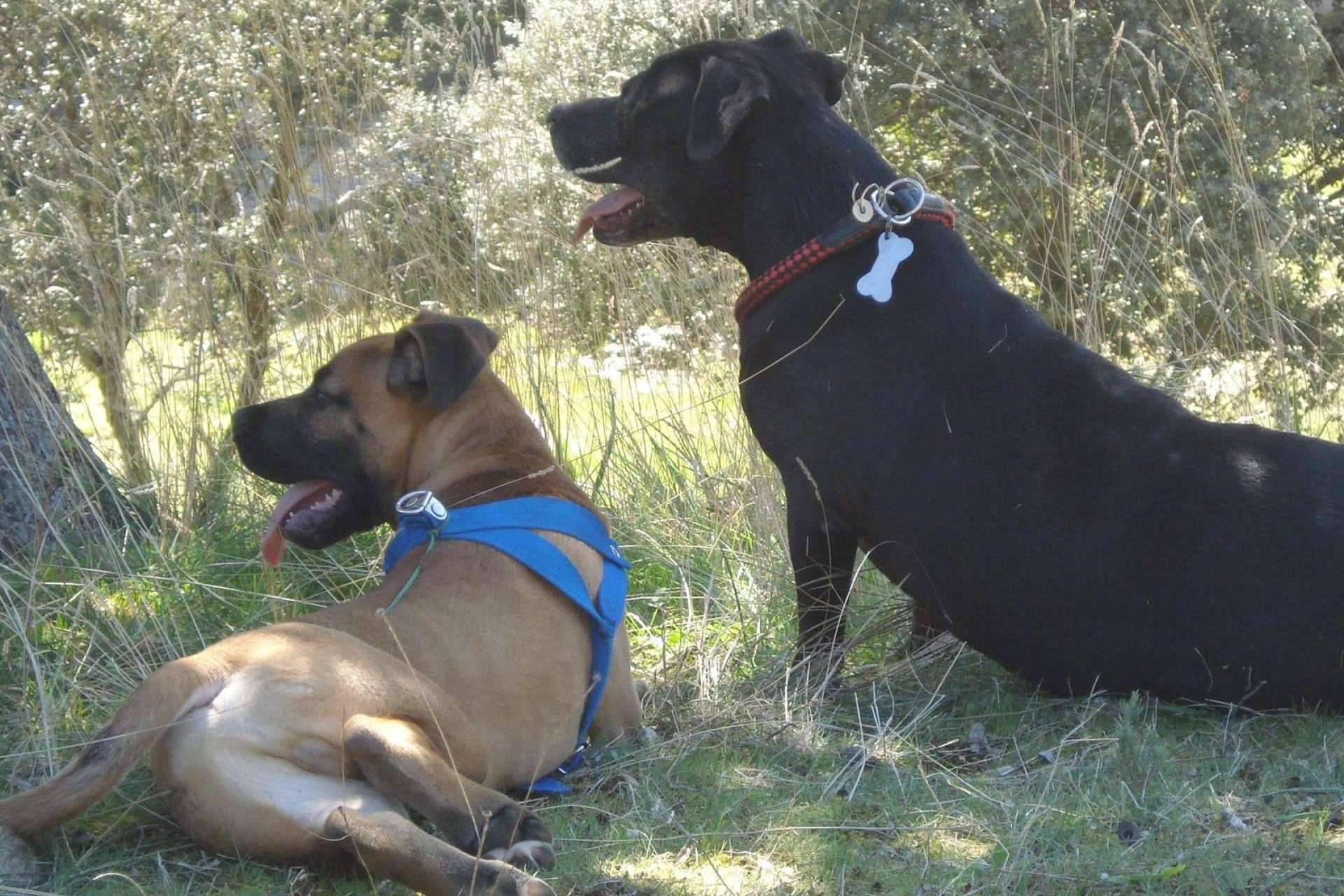 La guardería de día PERROBUENO creada para los amantes de los animales