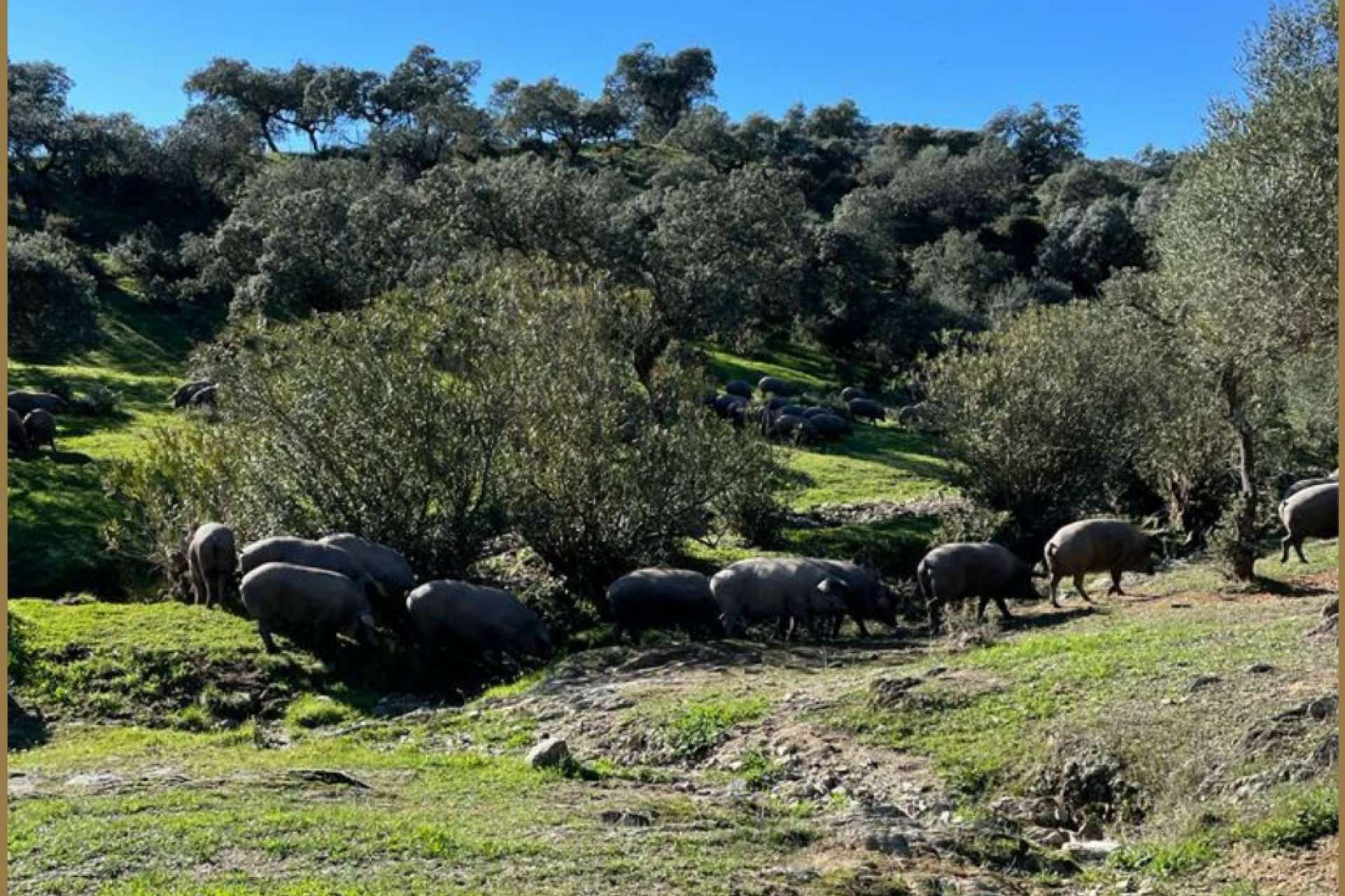 Productos ibéricos y bienestar animal, de la mano de Ovipor
