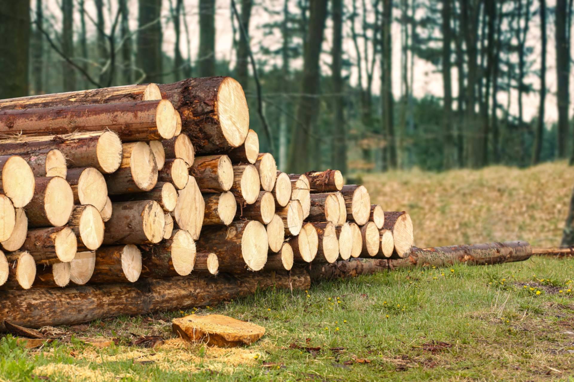 Tala de árboles, poda de palmeras y mantenimiento de jardines, con Podarama