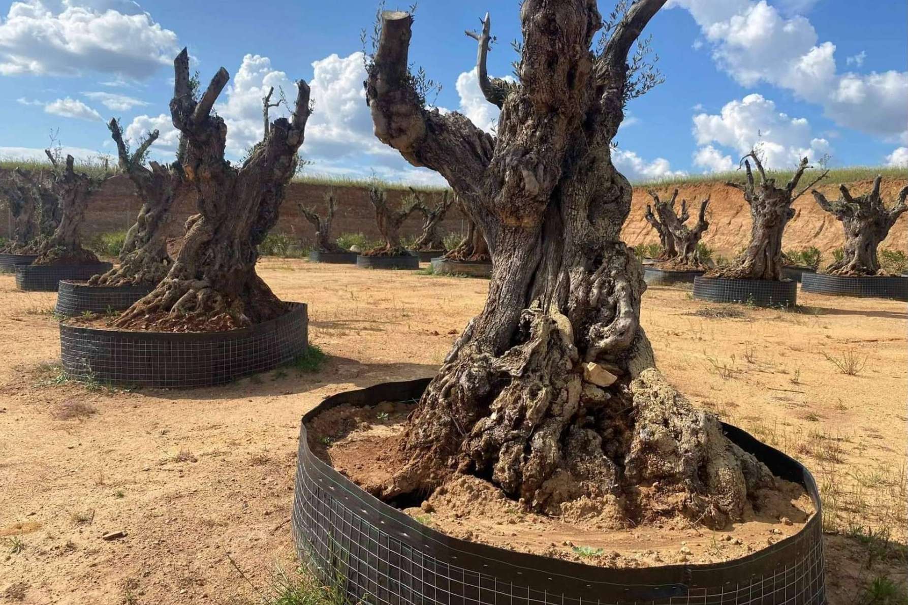 Olivos Extremadura, venta de olivos a toda España