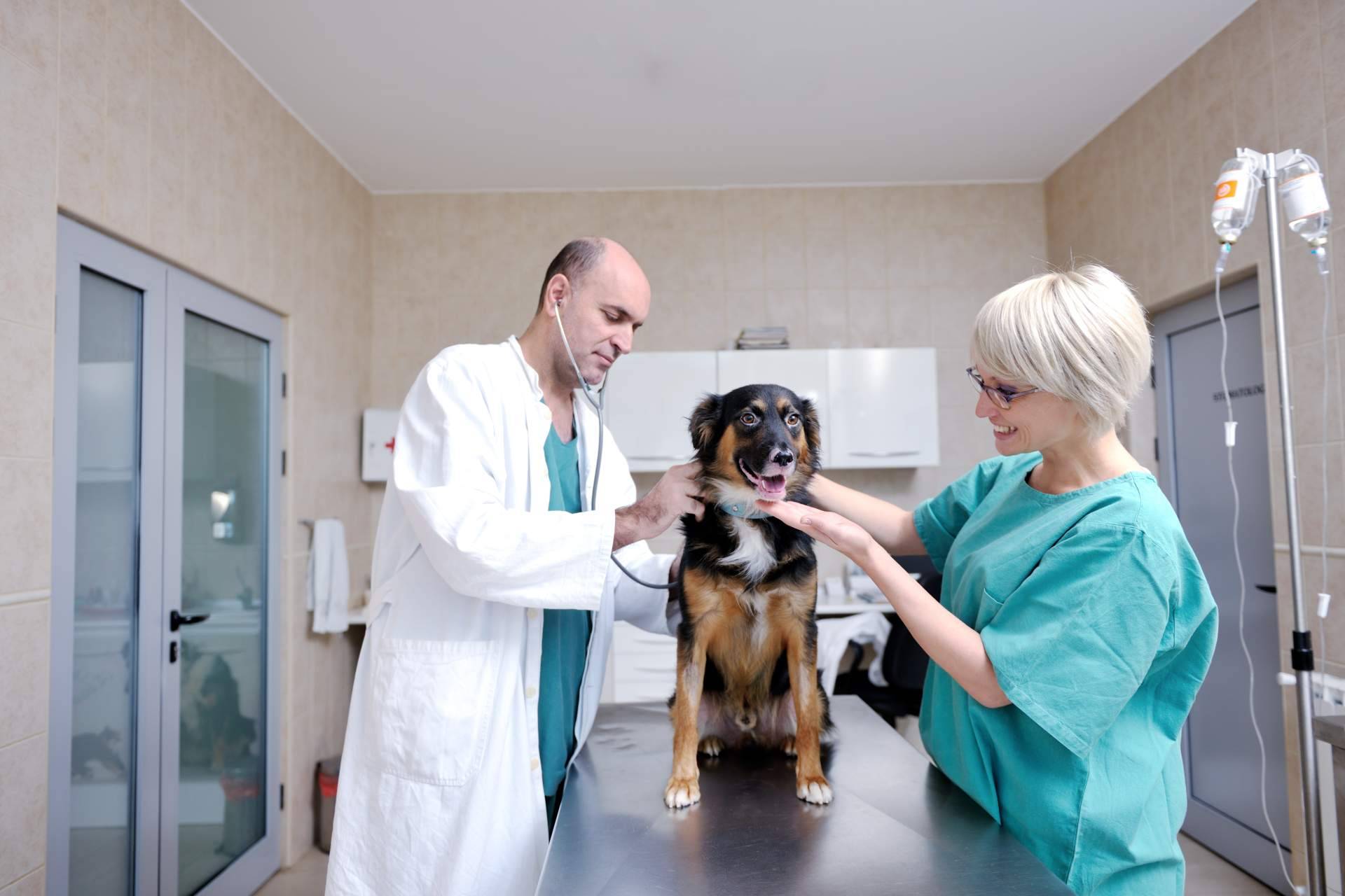 ¿Cuánto tiempo dura un curso de auxiliar de veterinaria?