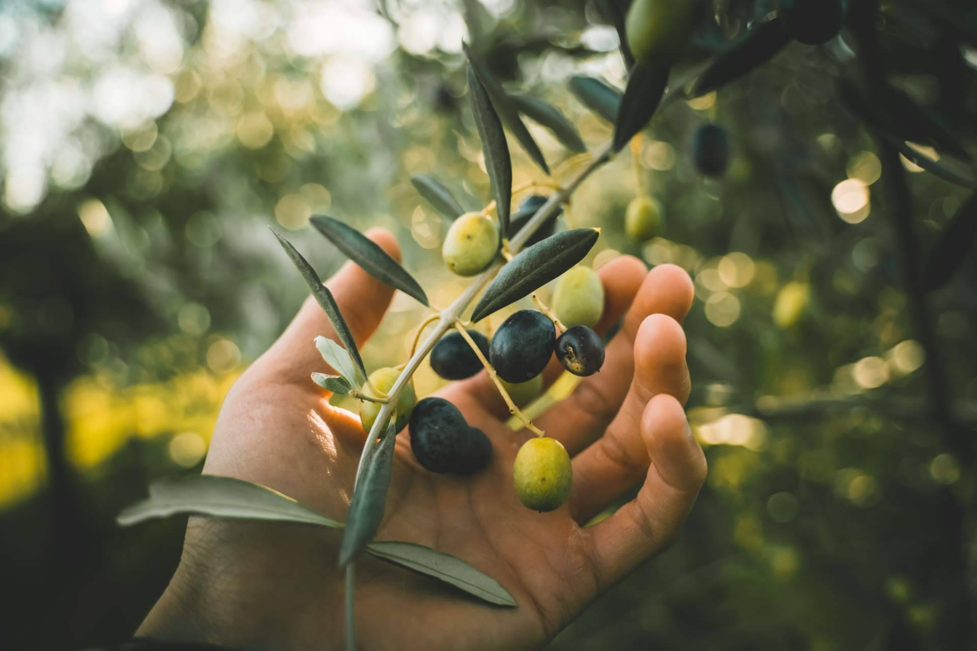 Apadrinar un olivo centenario con El Aceite de la Vida