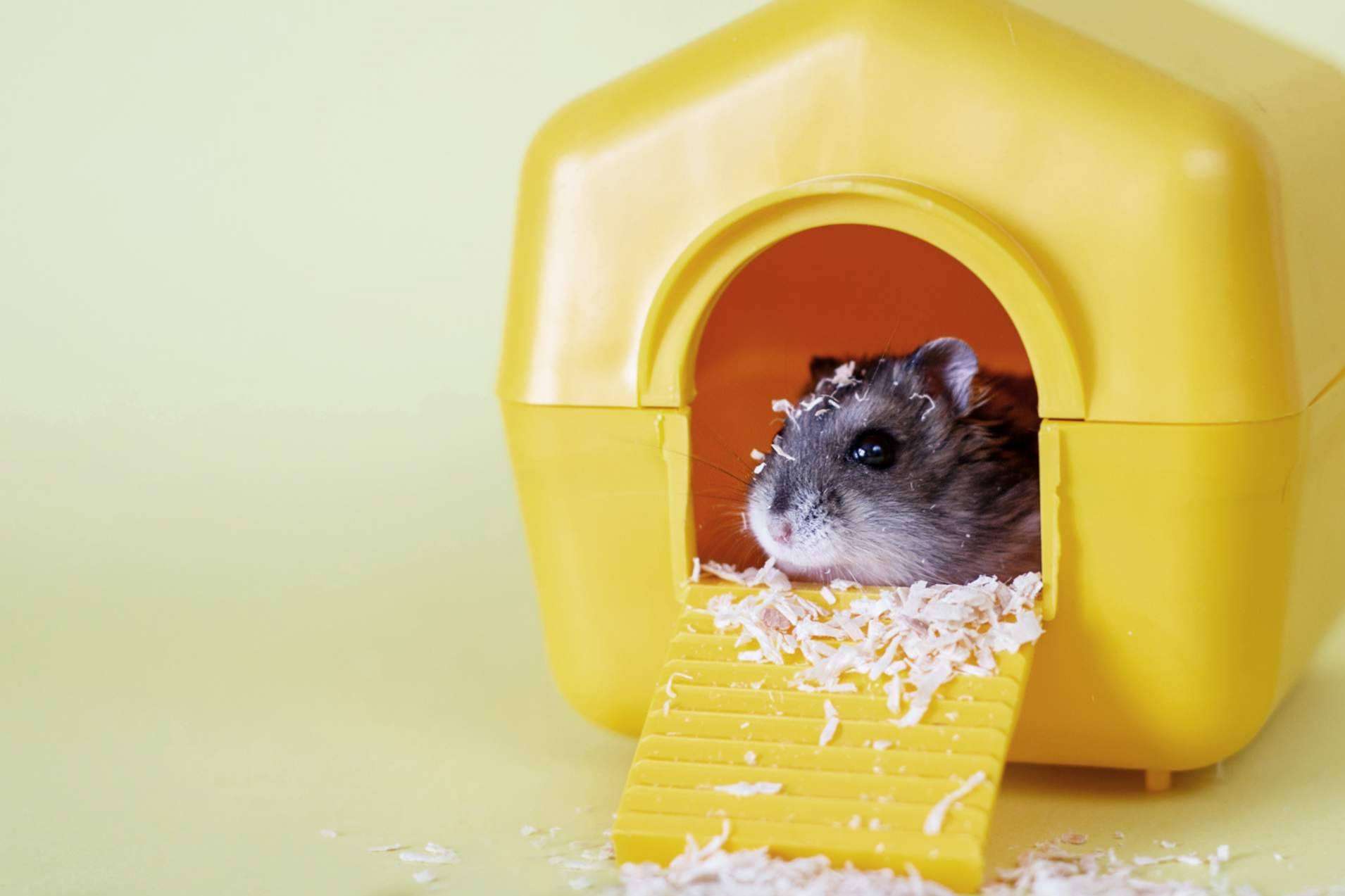 ¿Qué se necesita para la higiene en roedores?, con LovePets