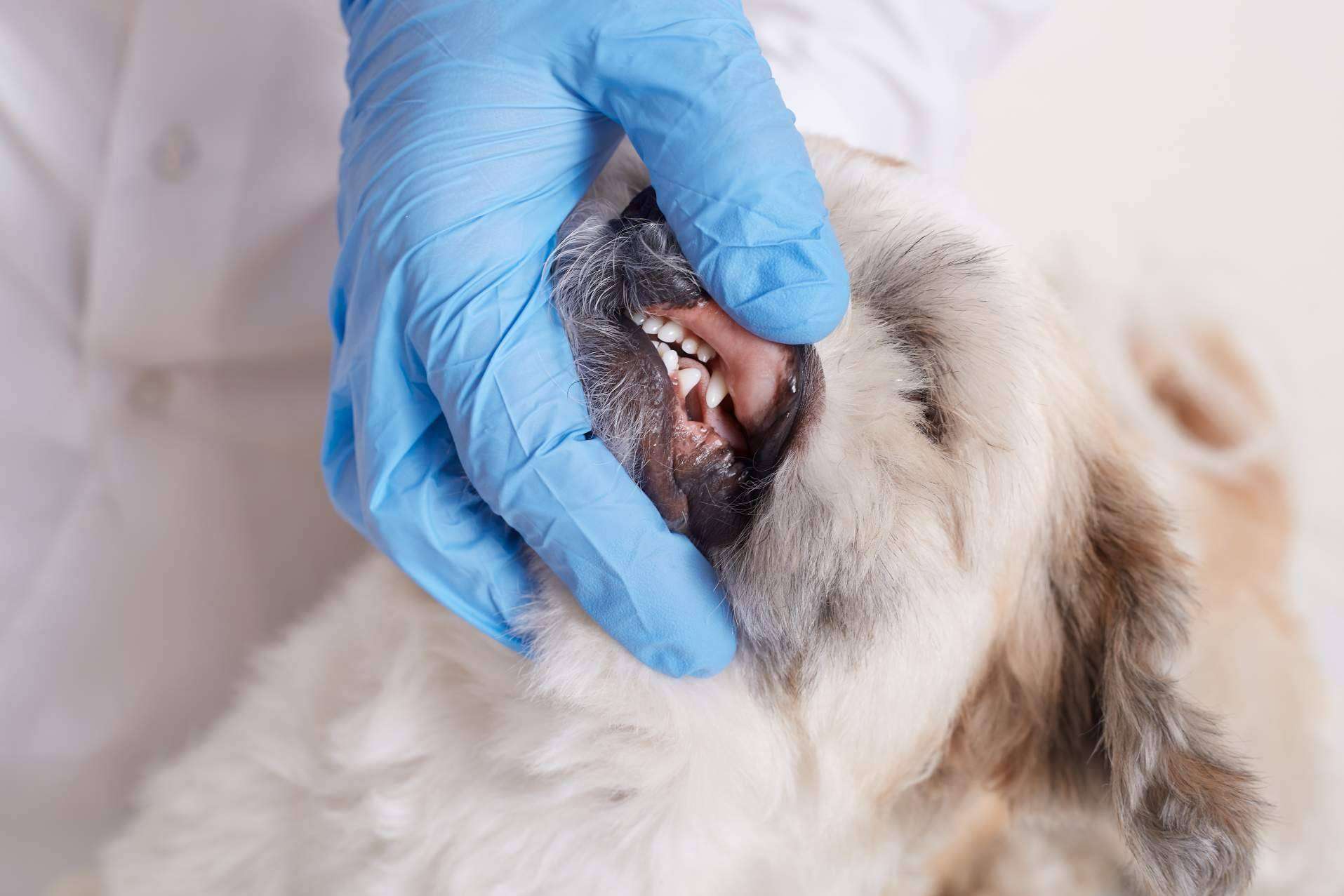 ¿Cuálos son los beneficios de los masticables para la salud dental de los perros?, por LovePets