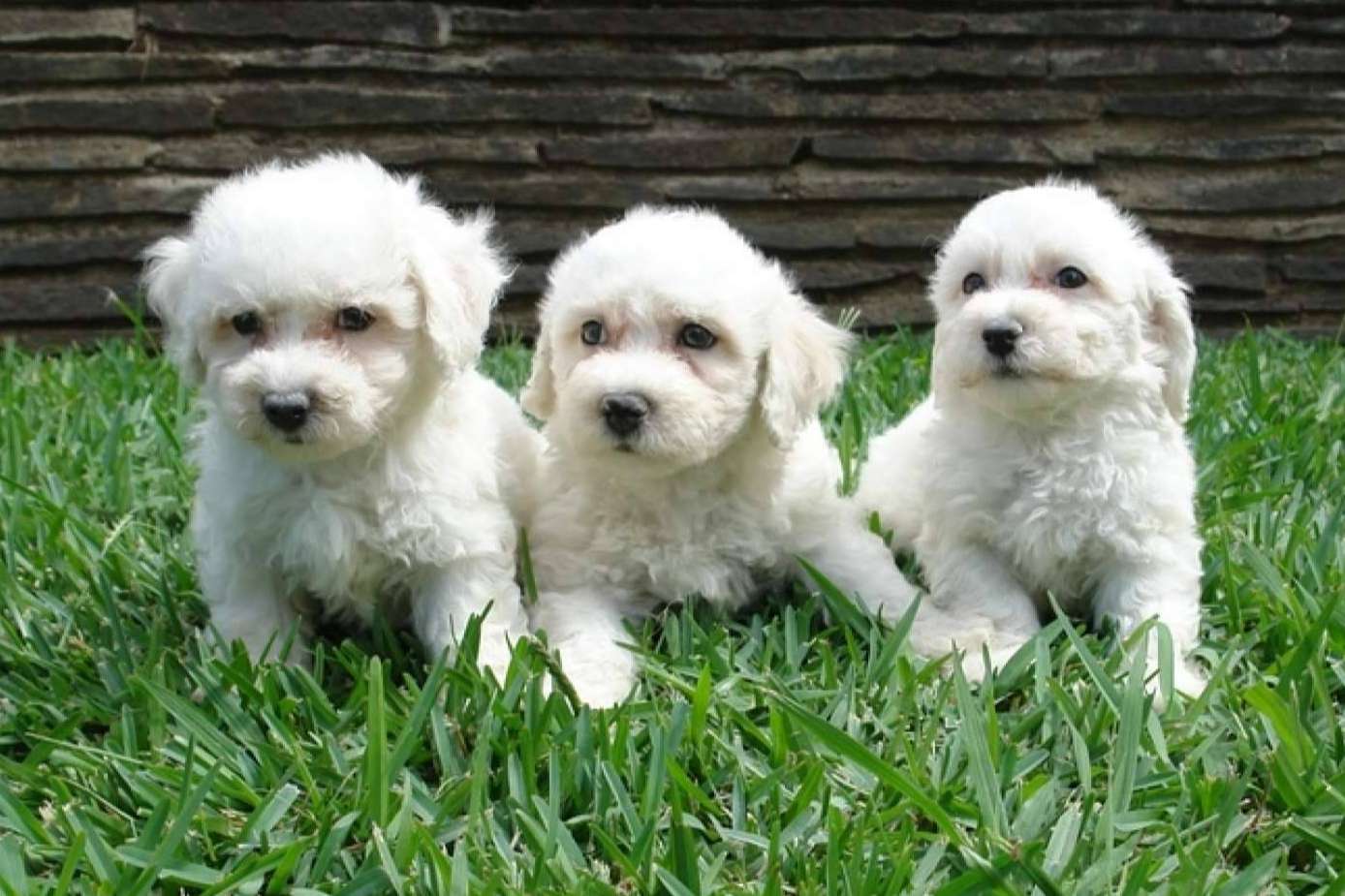 El criadero cachorros, El Mundo del Cachorro, ofrece la compra legal y autorizada de caninos