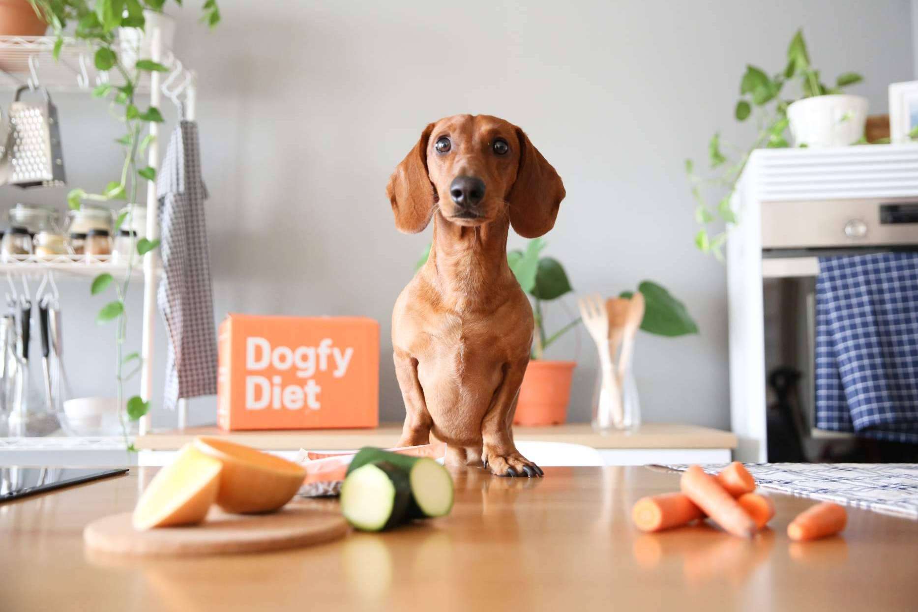 Las diferencias entre la dieta BARF vs comida natural para perros cocinada, de la mano de Dogfy Diet