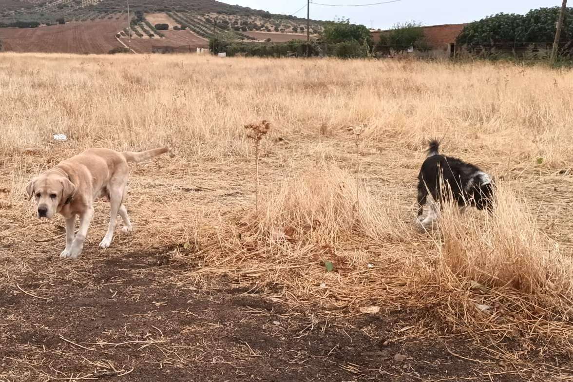 Factores a tener en cuenta a la hora de adoptar a un perro, según la Asociación Española de Perros de Apoyo