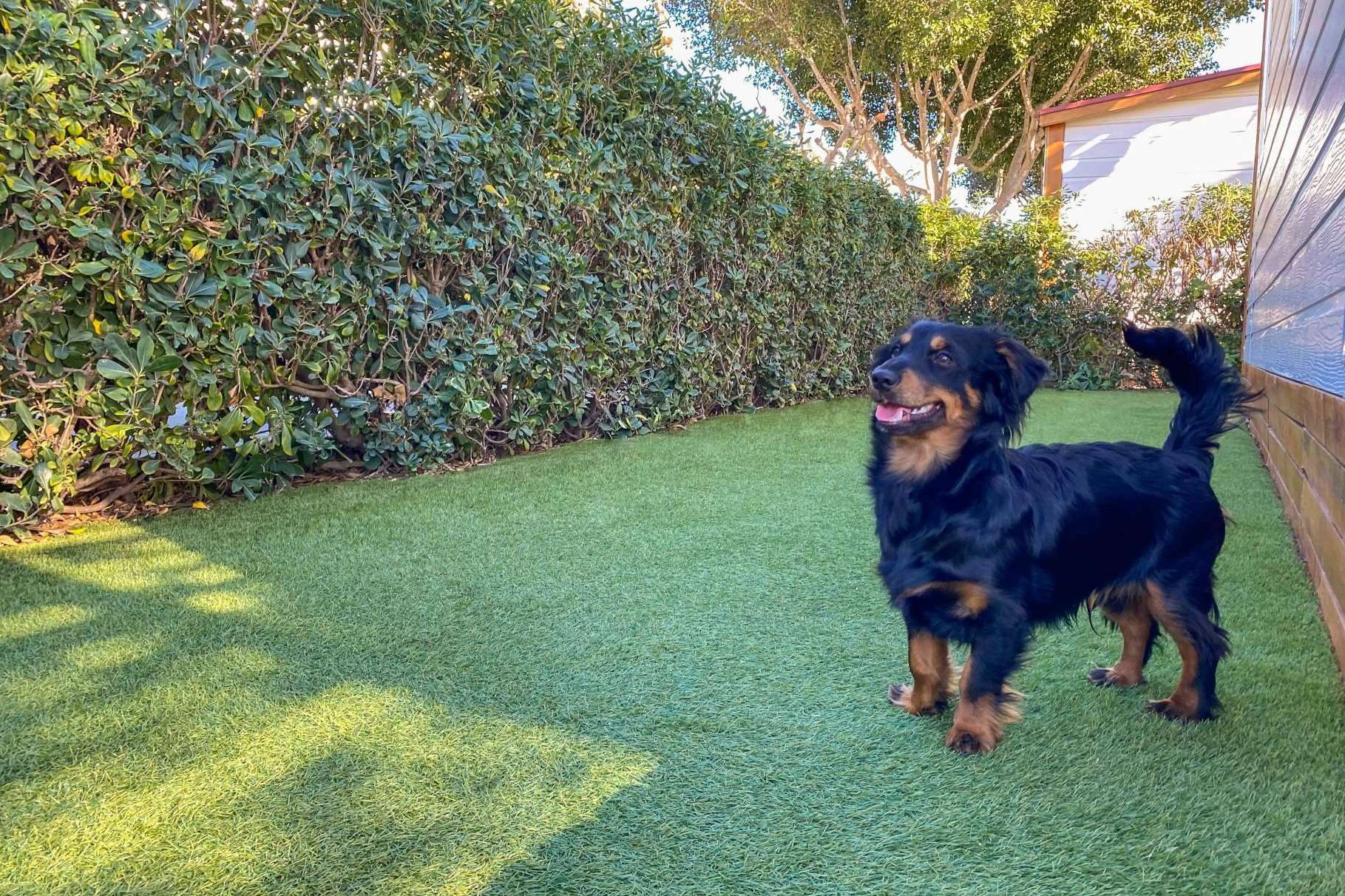 Vacaciones pet friendly en Alannia Resorts