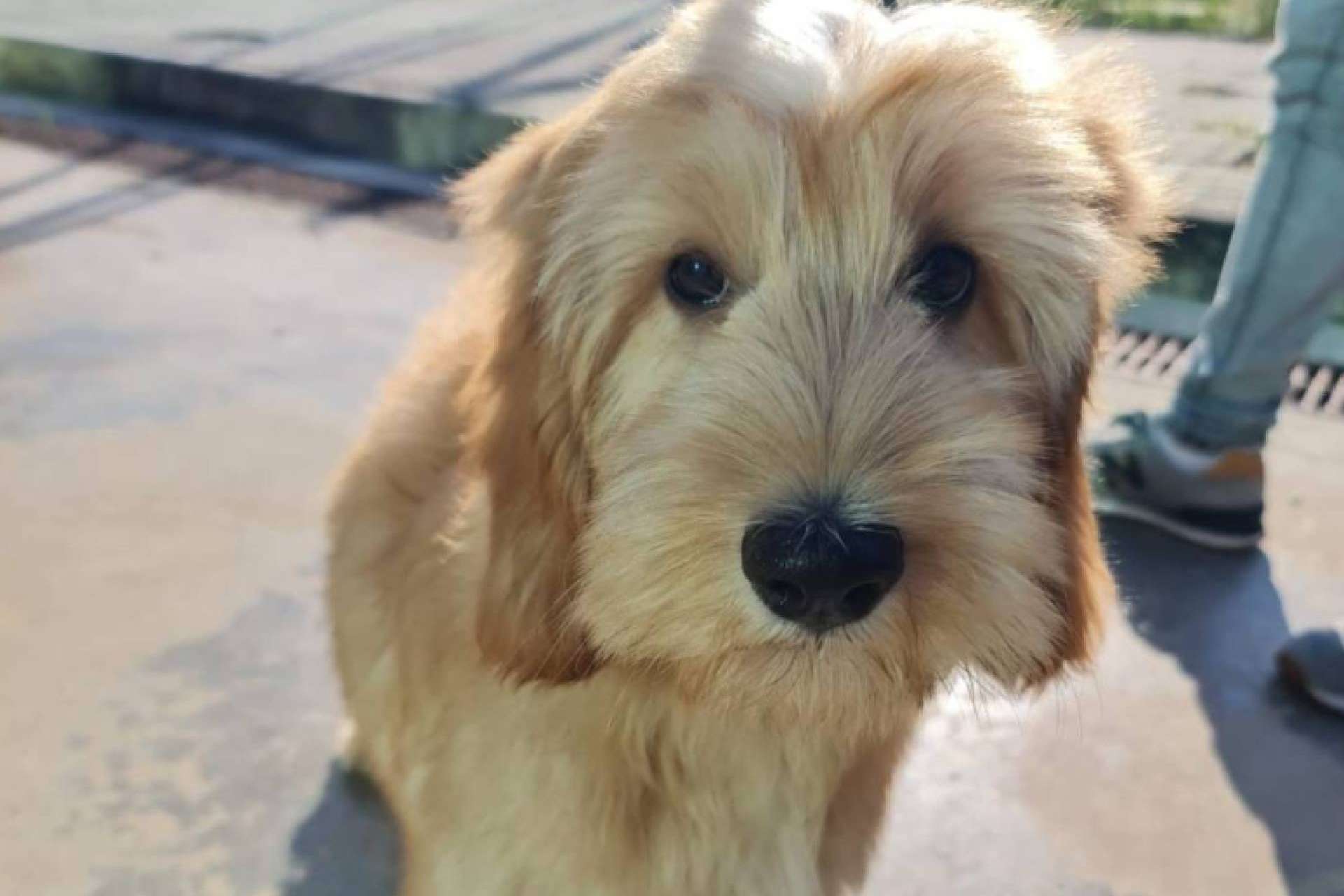 El transportín para el traslado de mascotas en avión debe cumplir una serie de características