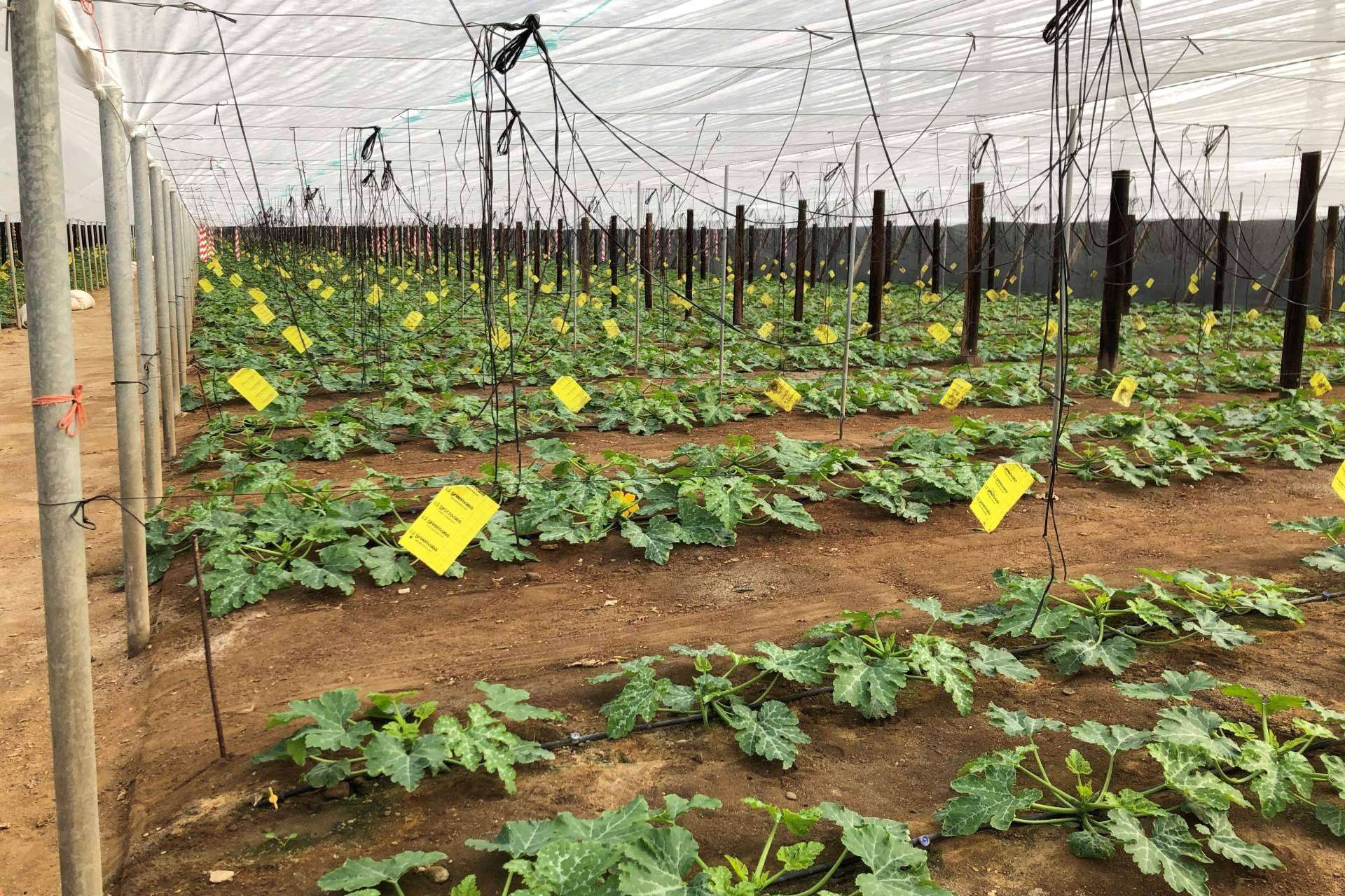 Equipos de fertirrigación para el cultivo de calabacín, con ITC