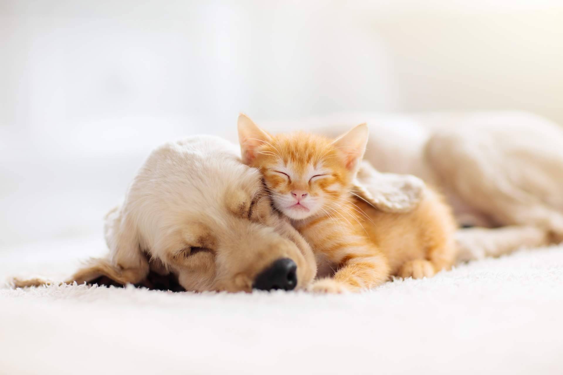 El e-commerce ParaPerrosyGatos es transparente, justo y honesto para perros y gatos (y sus dueños)