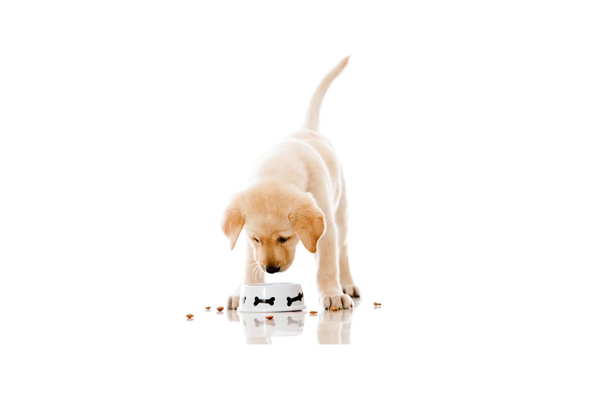 No coger un cachorro en el mercado negro y adoptar cachorros con criadores de confianza es importante