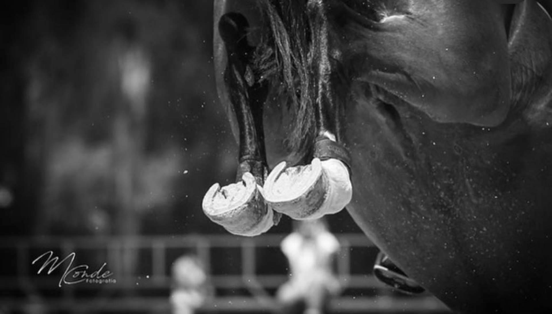La Copa de la Comunidad de Madrid de salto de obstáculos tendrá lugar los días 28, 29 y 30 de abril