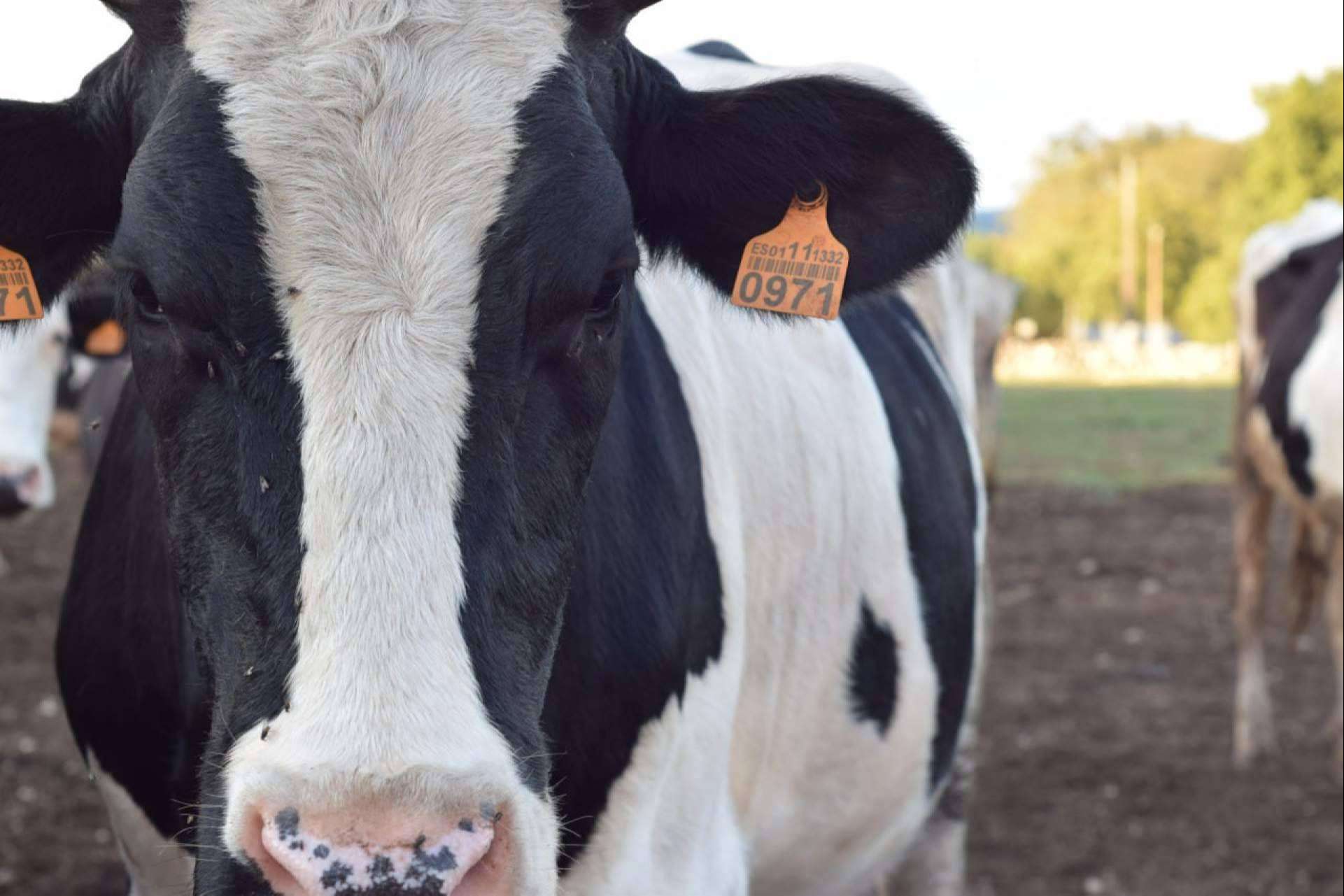 El temor ante la escasez de leche aumenta