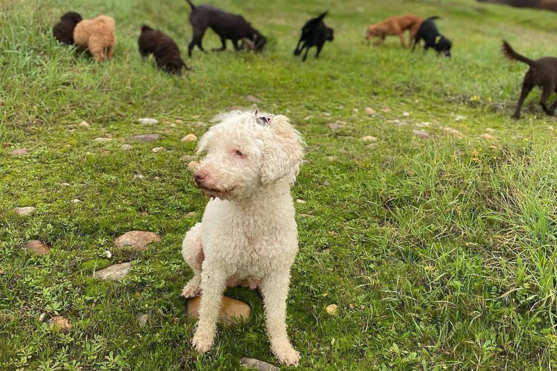 L'Almozara Can Bosc habla del nuevo curso de educación canina entre semana a partir del lunes 13 de marzo