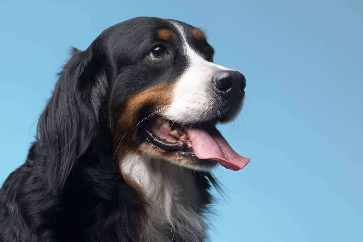 Cambios en el pelaje de las mascotas y cómo mitigar los efectos en casa