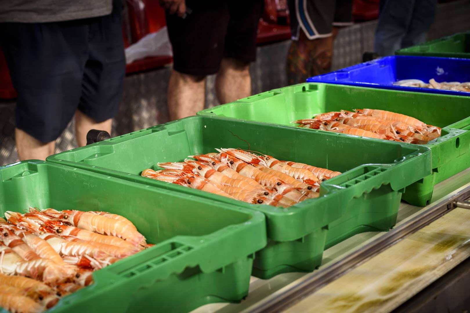 Lonja de Ayamonte, profesionales de la venta de pescados y mariscos frescos
