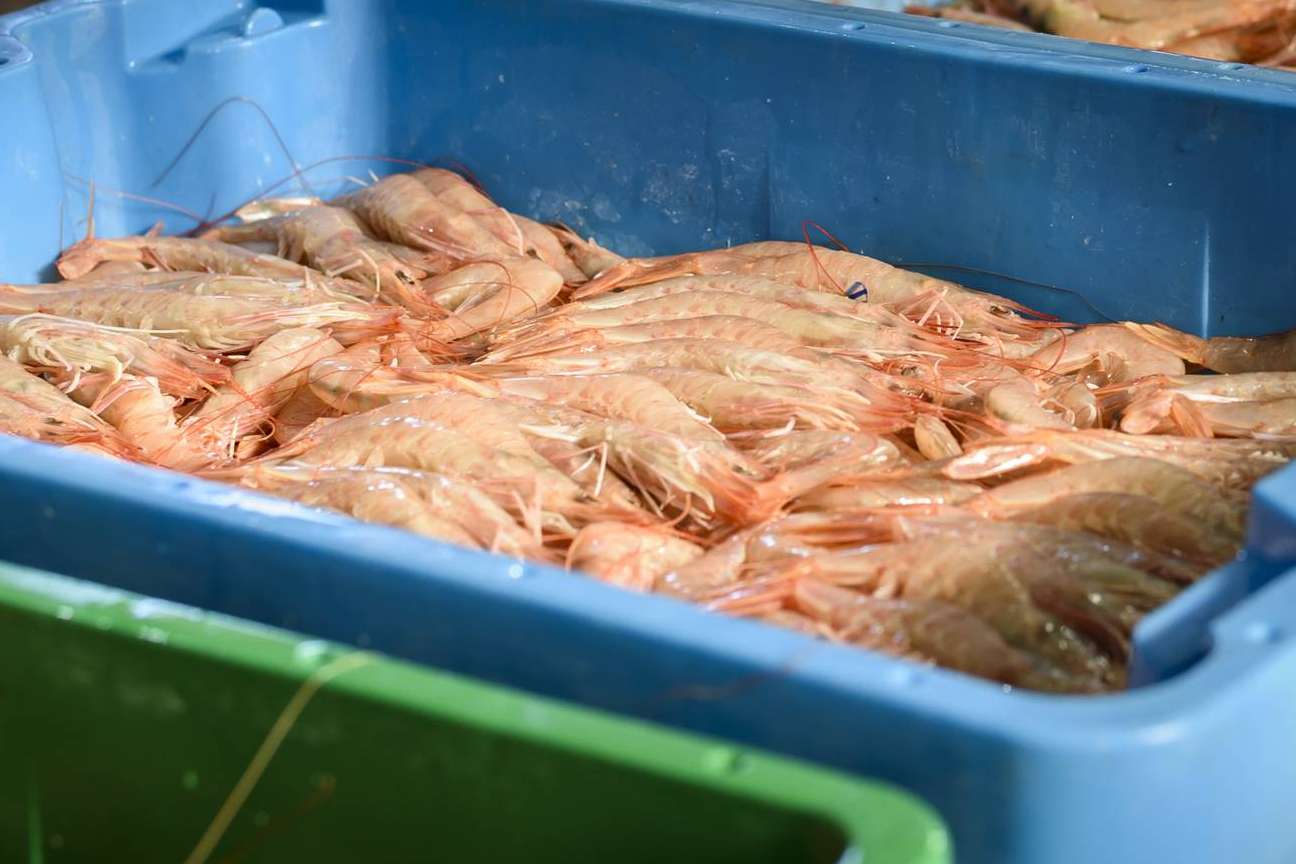 Conocer la diferencia entre gamba y langostino