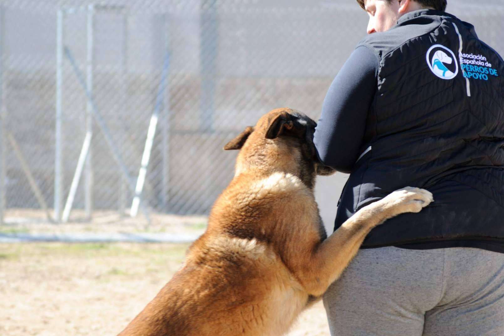 Las diferencias entre un perro de compañía, de apoyo emocional y de asistencia, por la Asociación Española de Perros de Apoyo