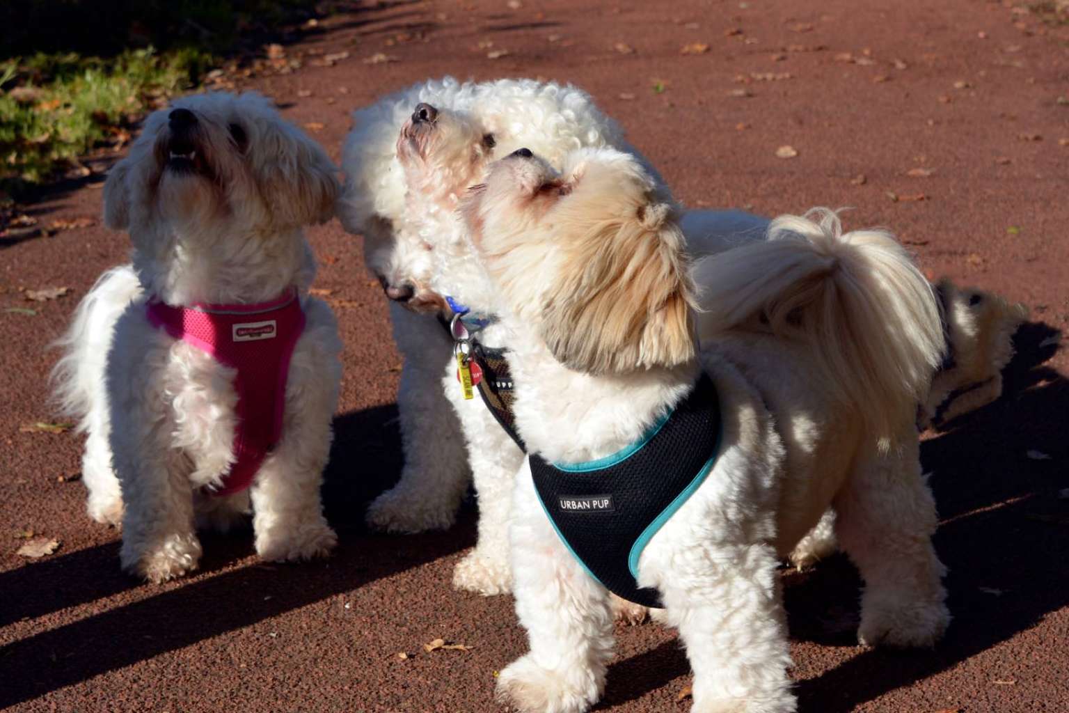 Maltés Lovers es un proyecto que se especializa en encontrar criadores caninos fiables de perros de raza pequeña