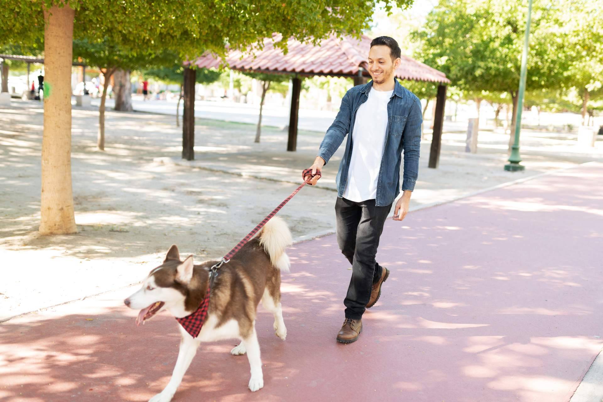 ¿Por qué optar por la adopción de perros mayores?