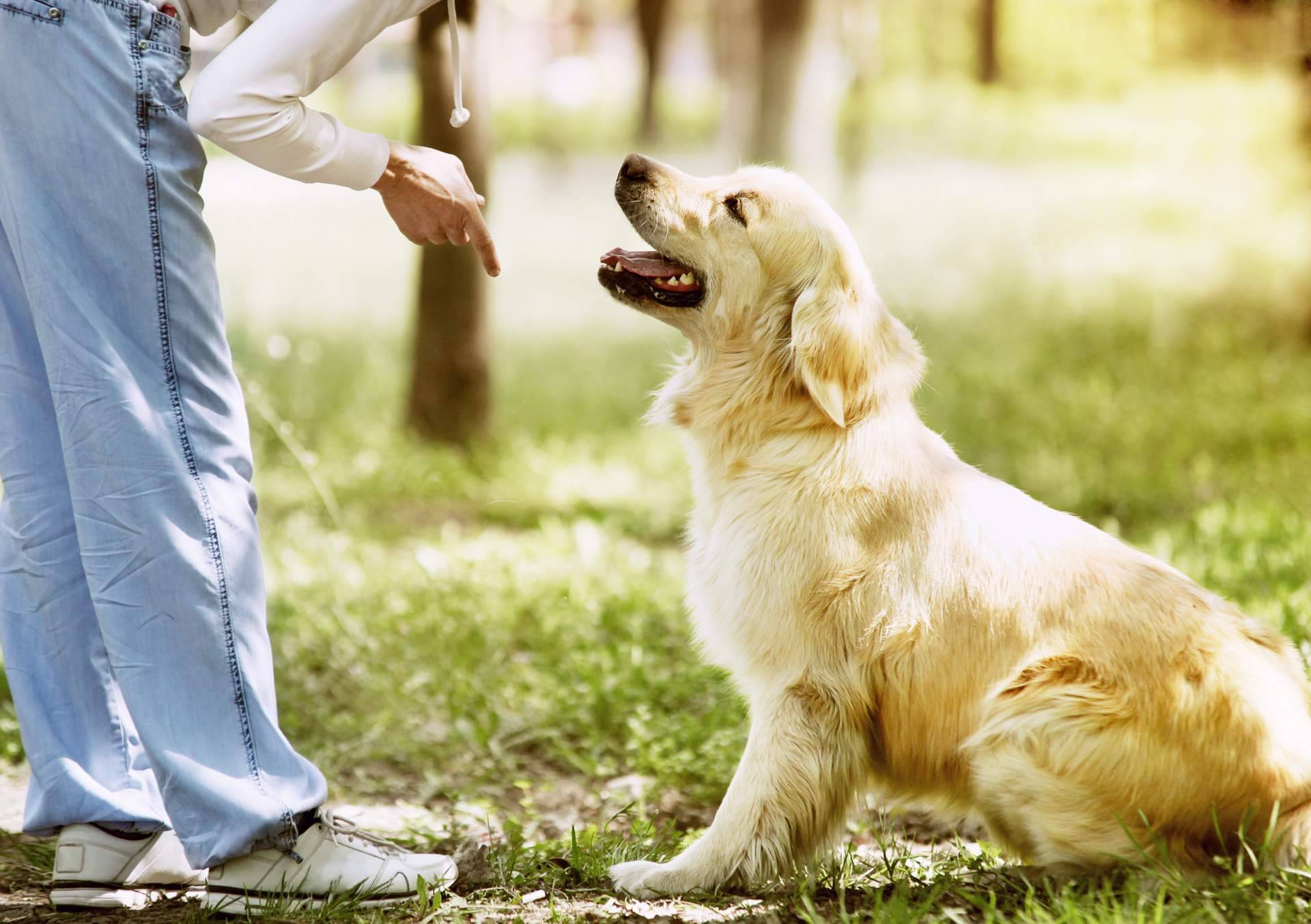 Adican ofrece cursos para ser adiestrador canino en Madrid