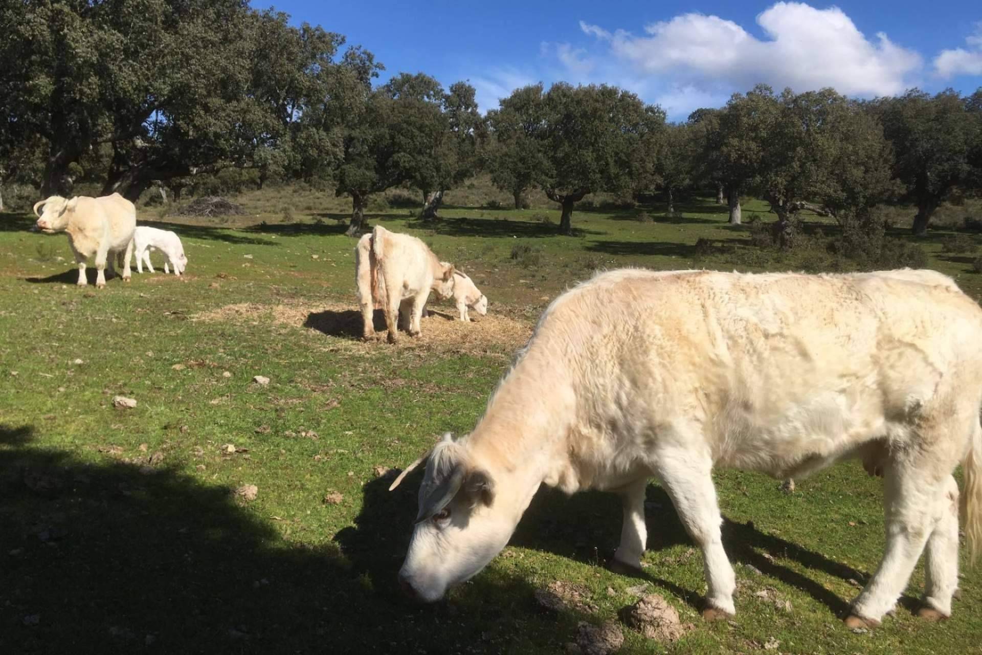 La empresa Ternera del Bajo Tormes produce y comercializa carne de ternera ecológica