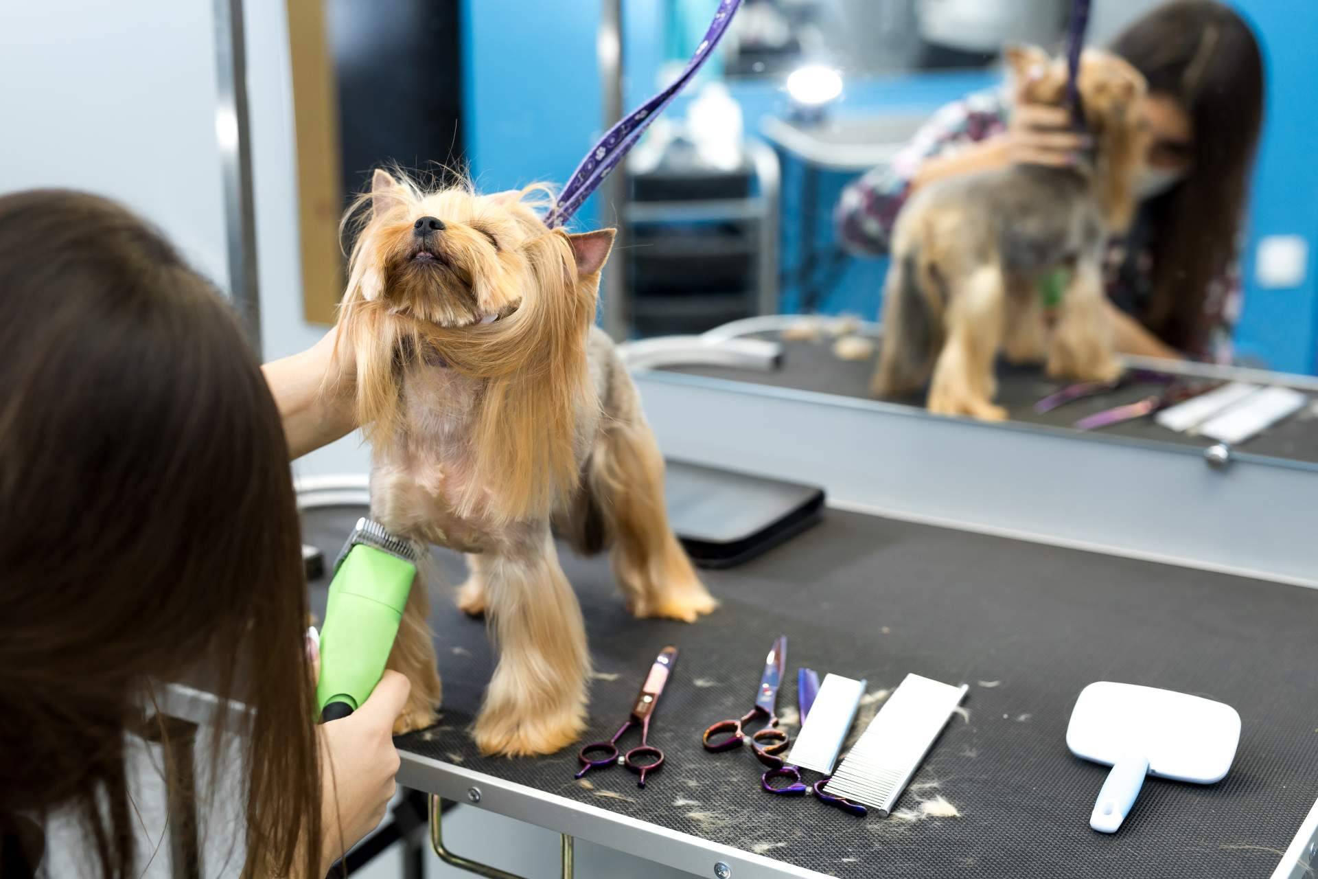 Los beneficios de contratar los servicios de una peluquería canina, por Perrukings