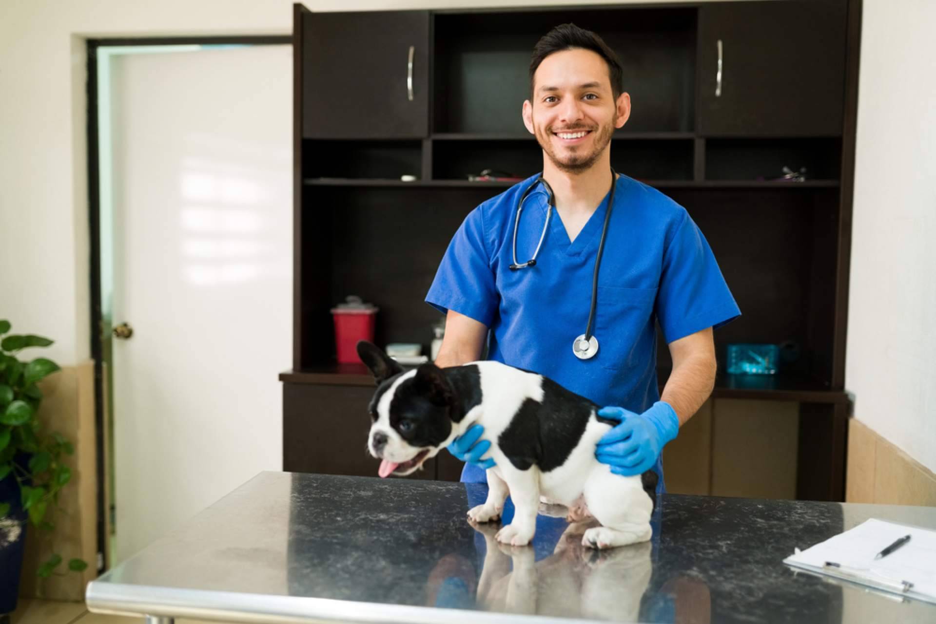 ¿Cuáles son los beneficios de adoptar perros pequeños en las grandes ciudades?