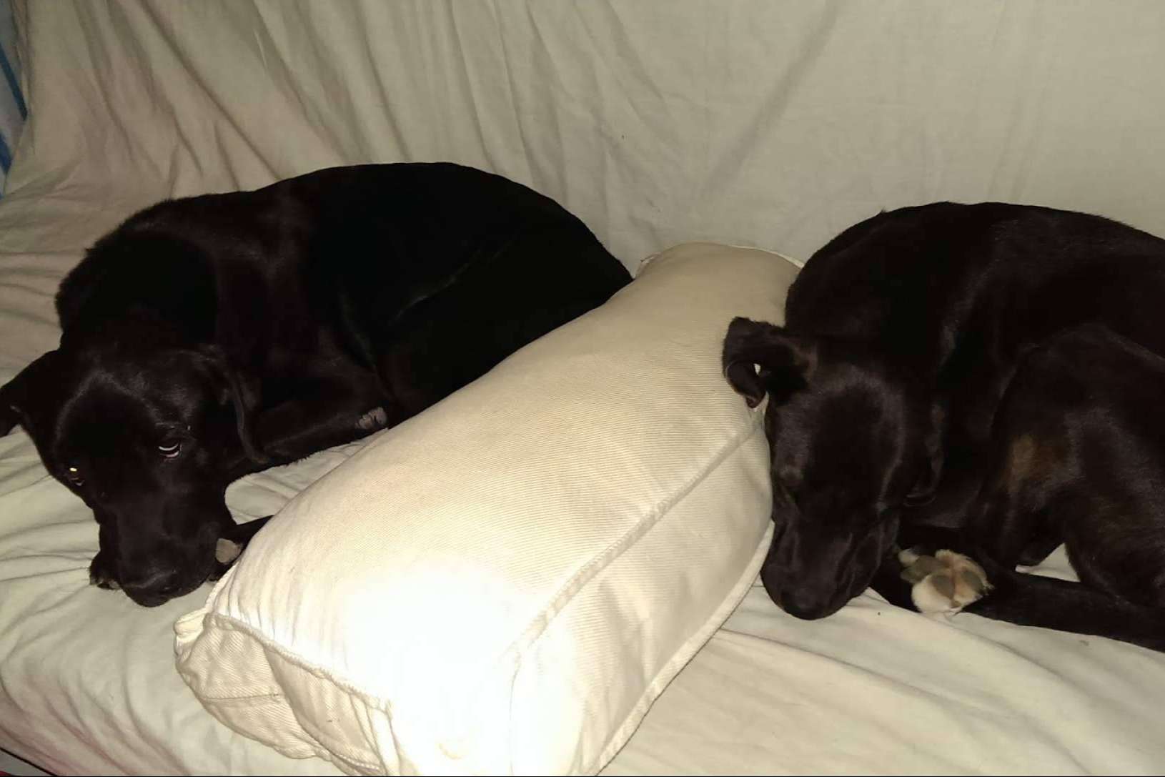 Consejos para superar el duelo tras la pérdida de una mascota