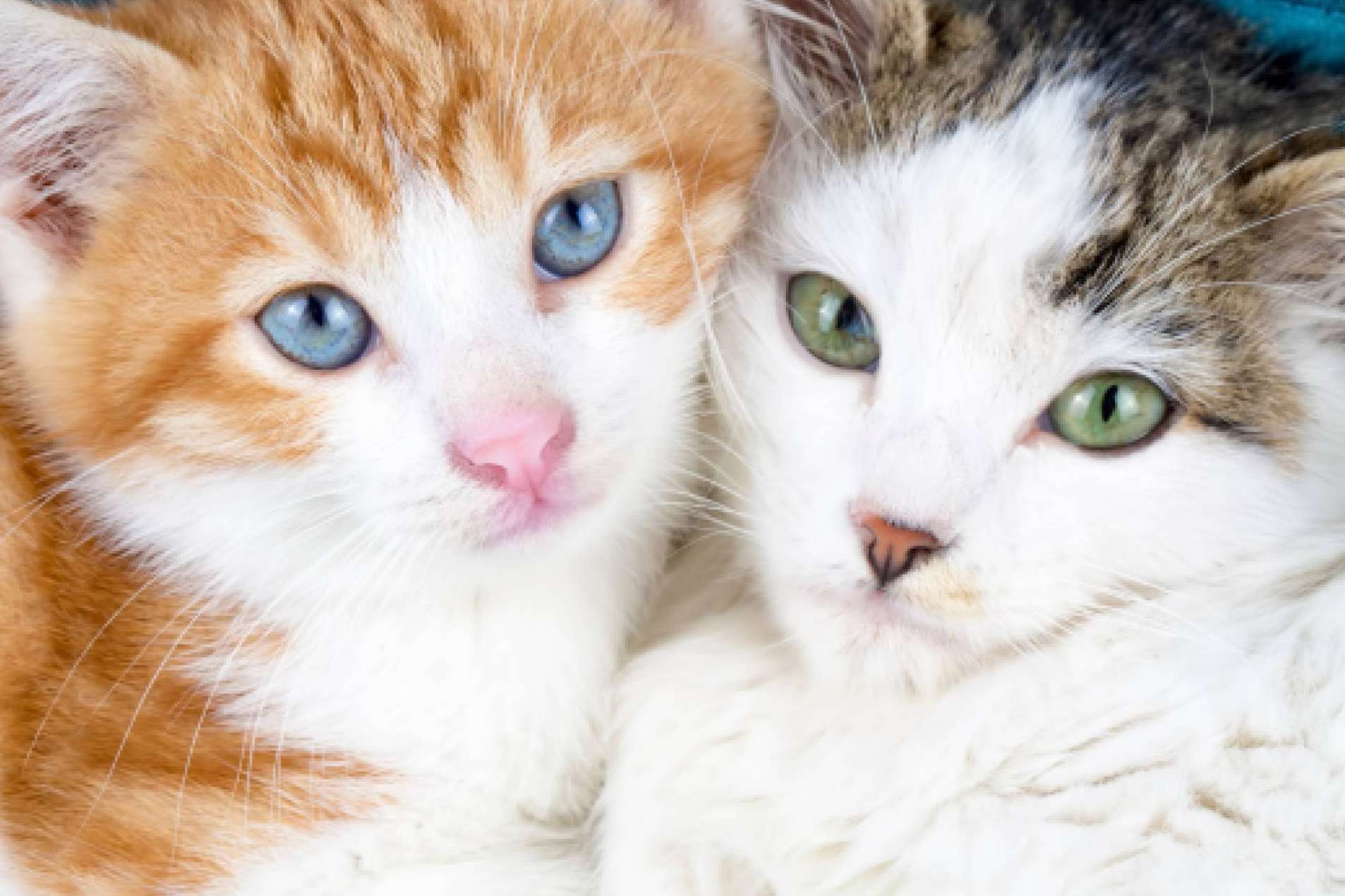 ¿Qué se debe saber acerca de la nueva Ley Estatal de Protección Animal y la modificación del Código Penal?